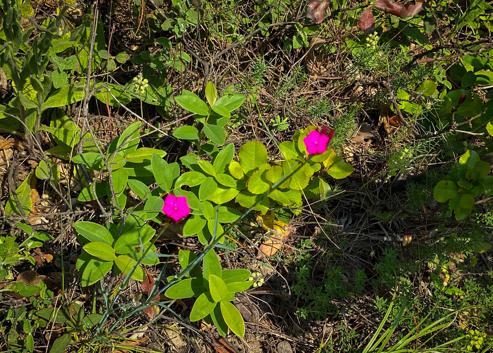 Paşaköy southern woods: dark pink flowers