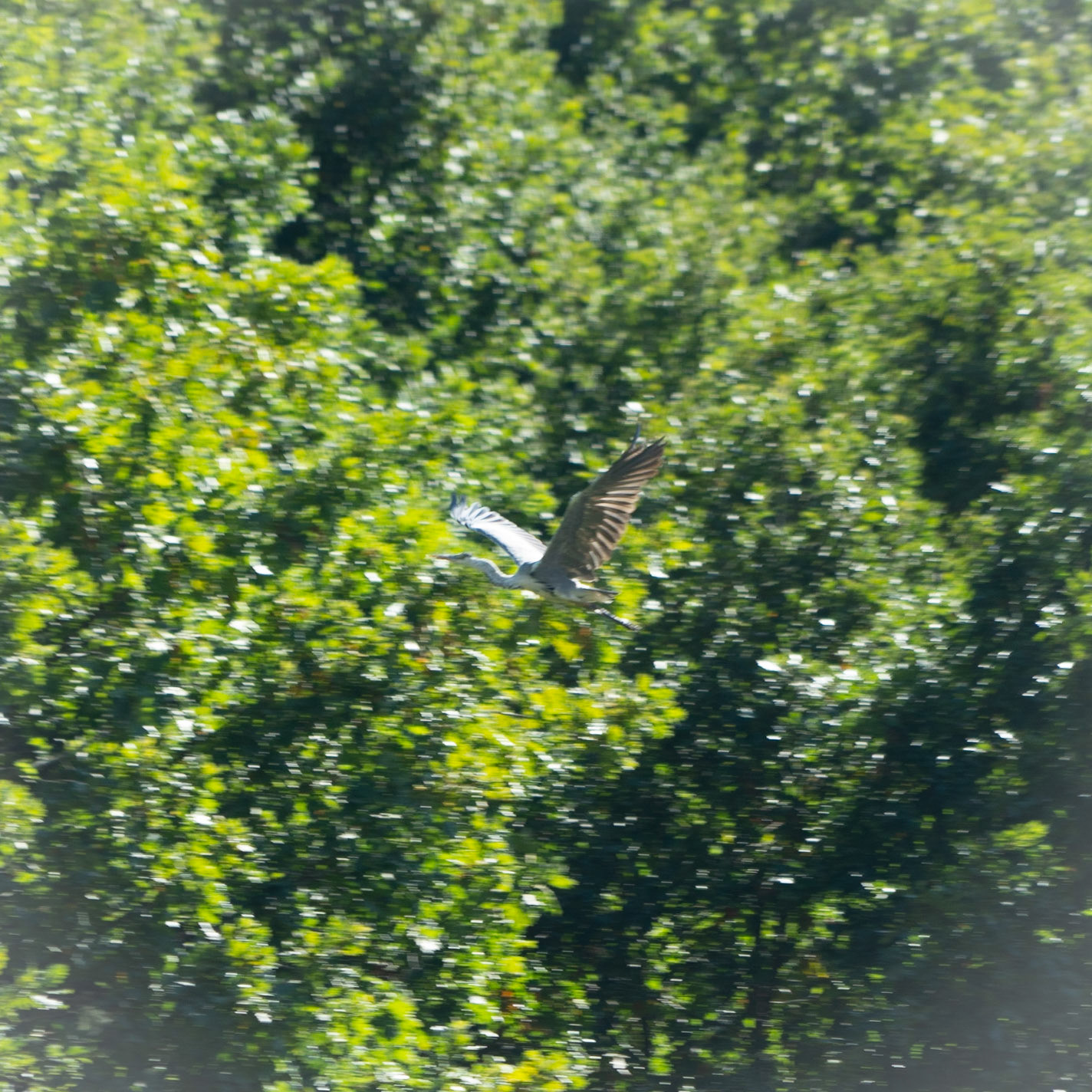Ayazma river: waterbird
