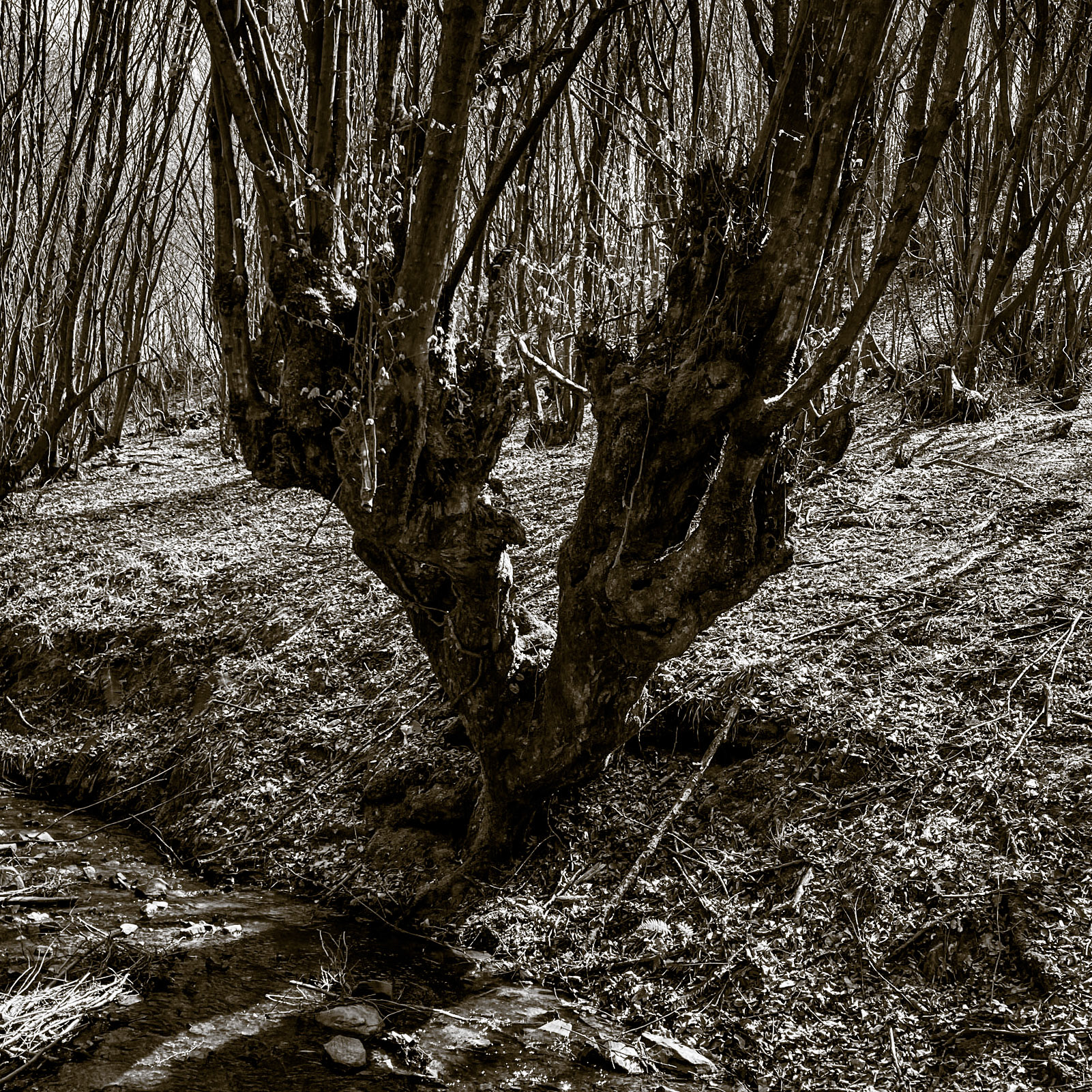 Zerzevat stream valley: Y-shaped old tree