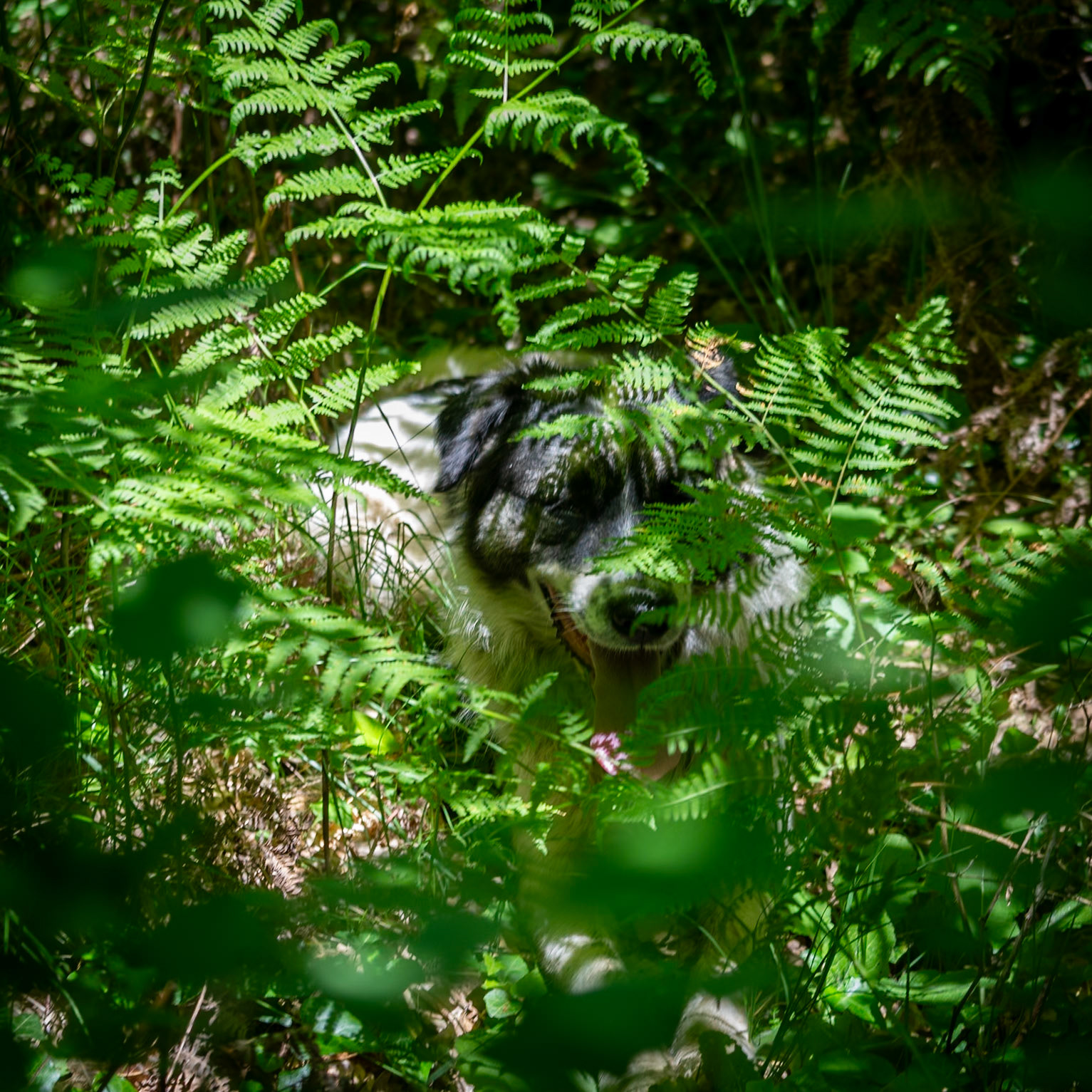 Kılıçlı southeastern stream walk: one of our daydogs (let's call it Bonnie)