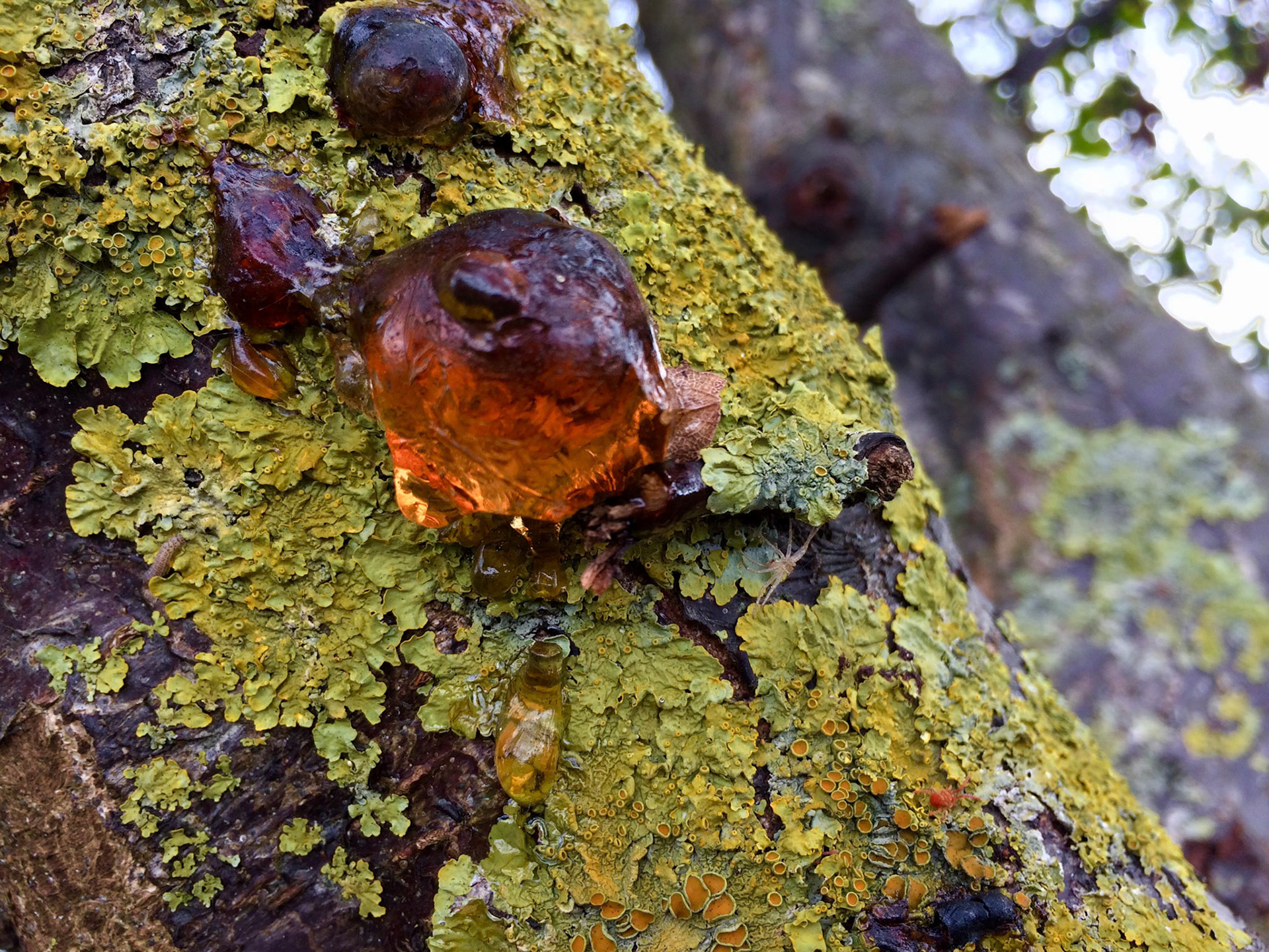 coming to Bathonea from the north: a strip of beatiful, old, lakeside woodland - resin and lichen on a tree