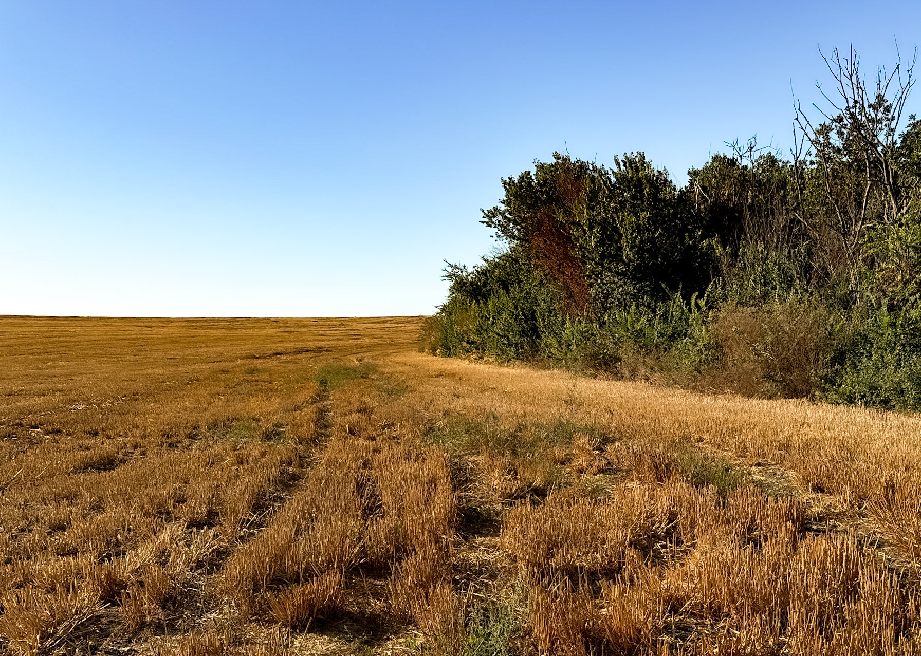 between Bathonea south and mid: cropped field and lakeisde woodland