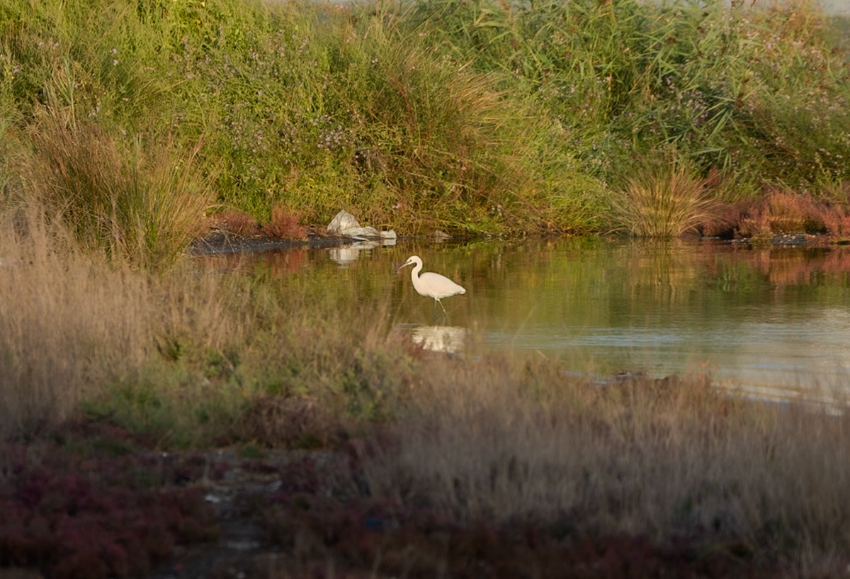 Küçükçekmece northwestern marsh: egret