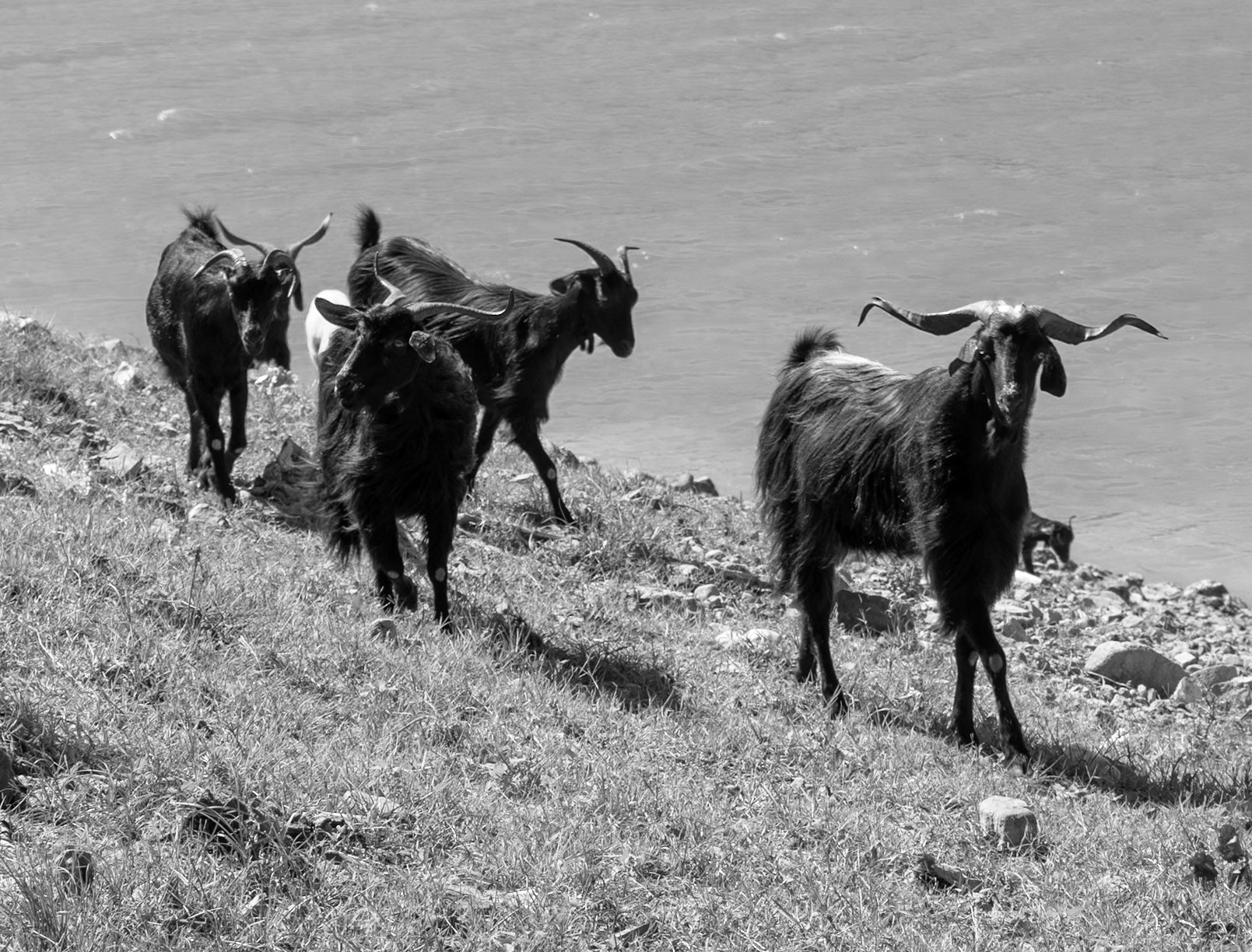 Paşaköy gorge: goats