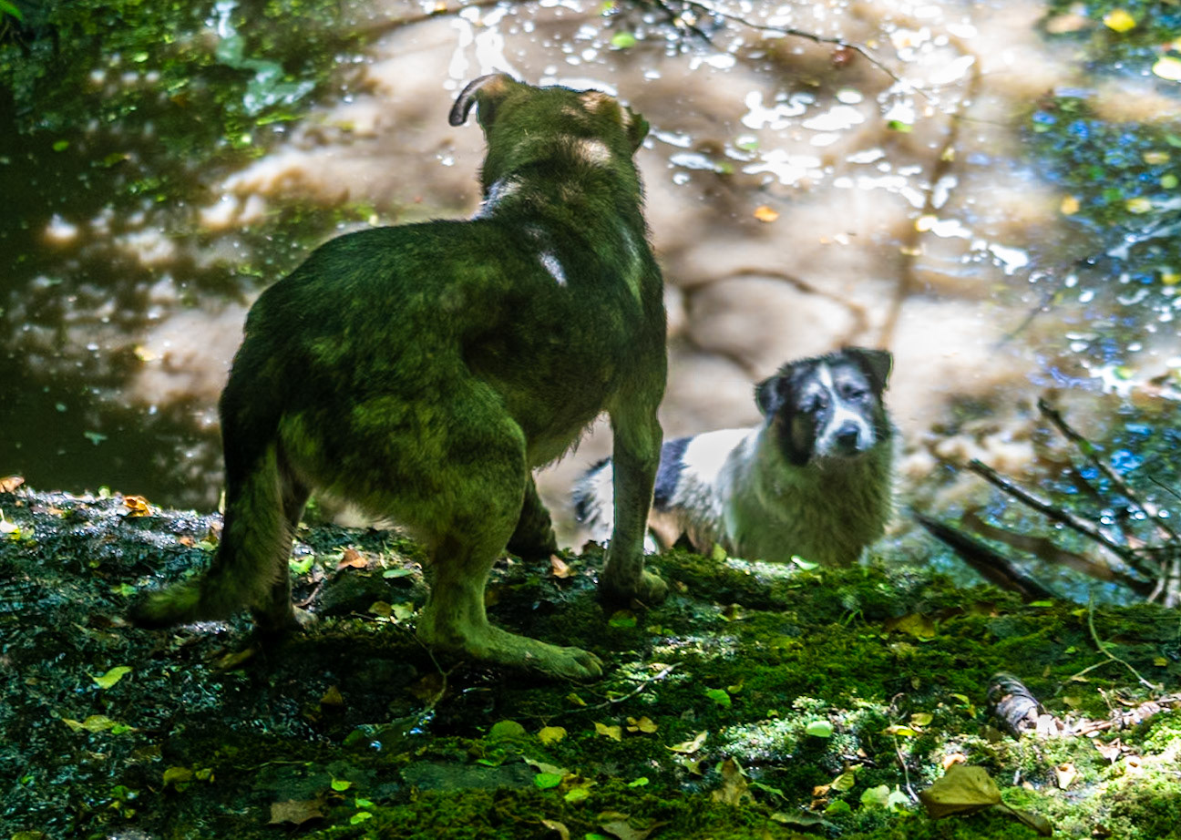 Kılıçlı southeastern stream walk: our two daydogs