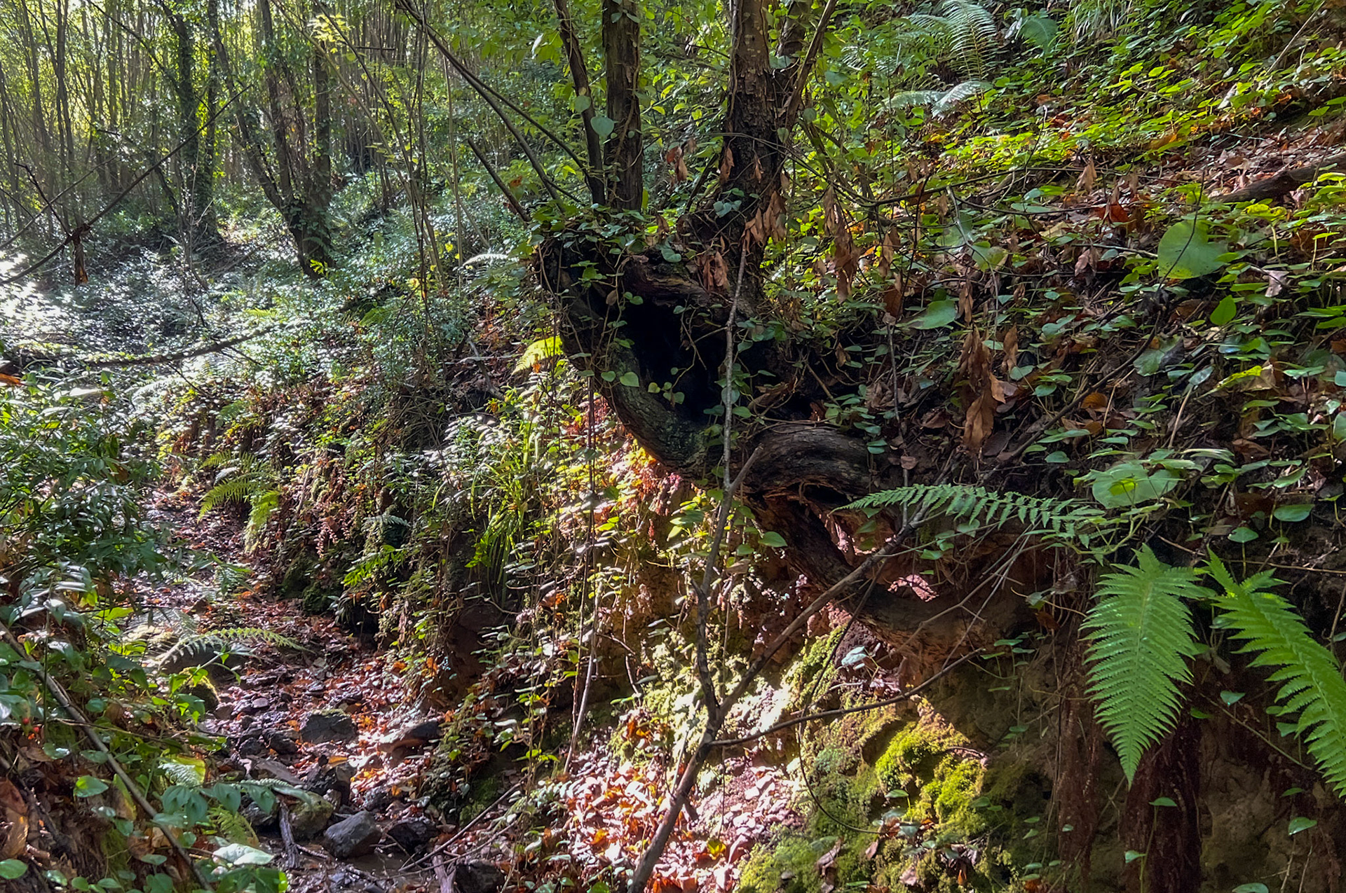 A Riva river tributary streamwalk: old tree