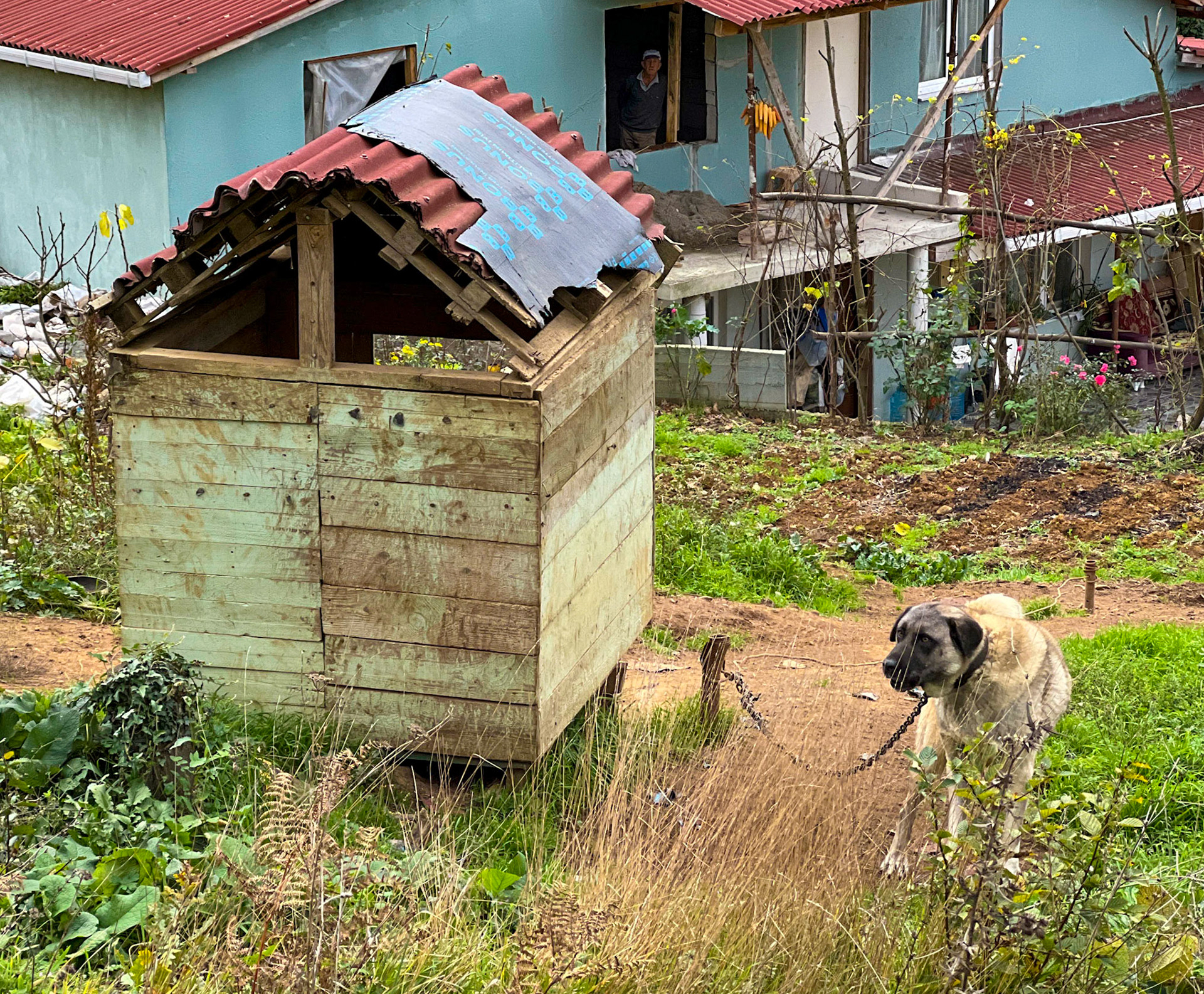 Kaynarca: chained guard-dog