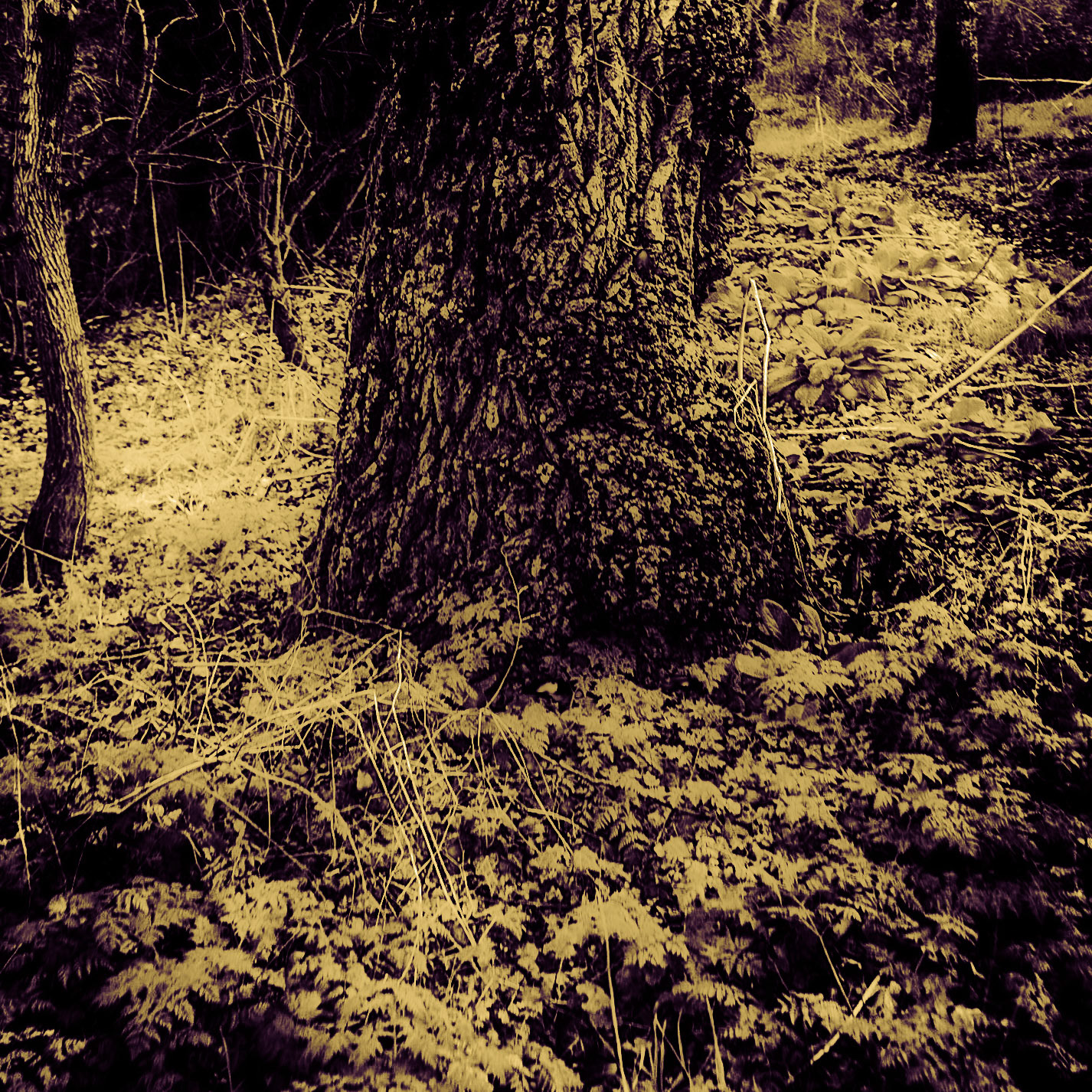 Bathonea lakeside old woodland: tree