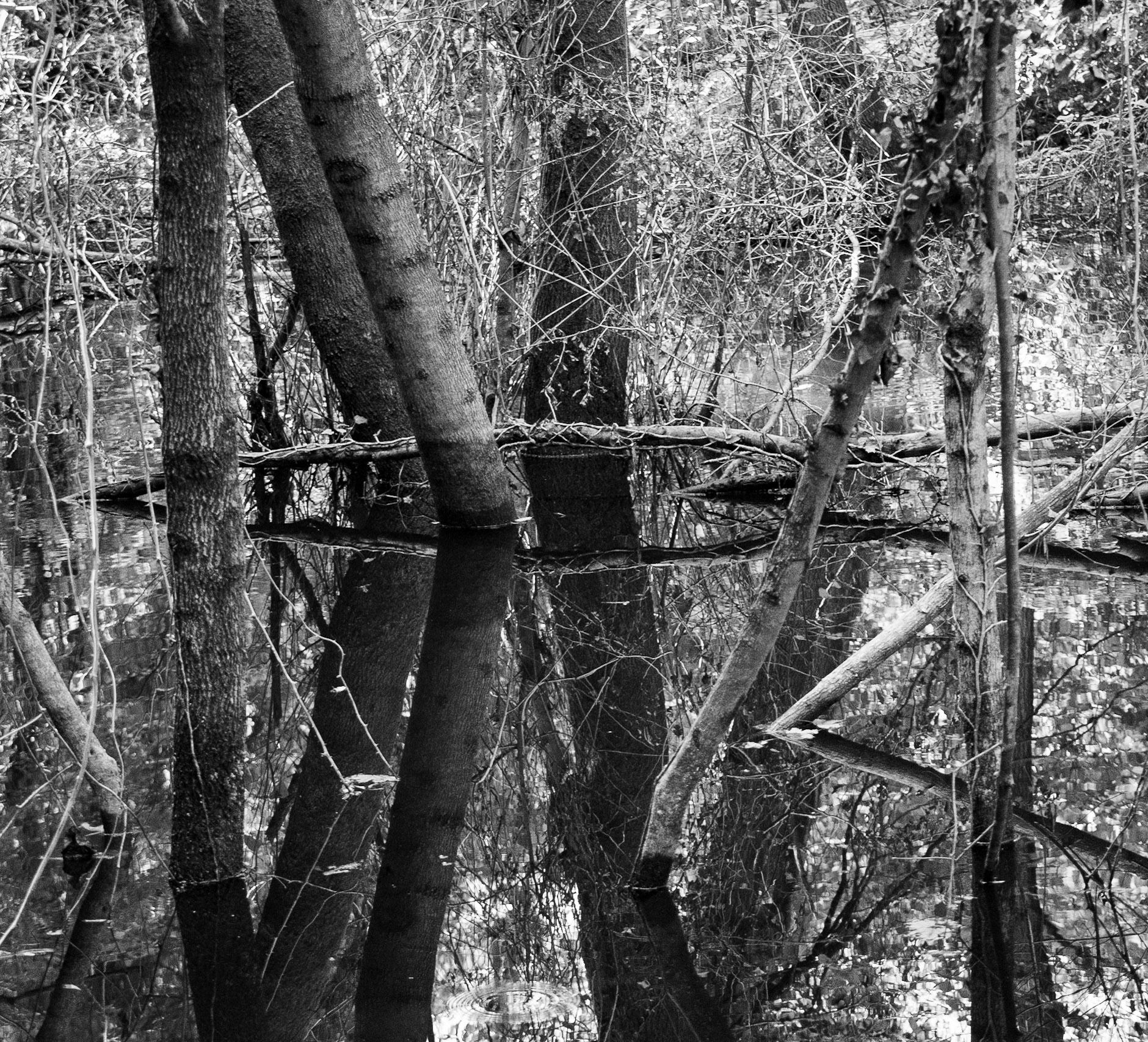 İmrahor swamp: trees &amp; reflections