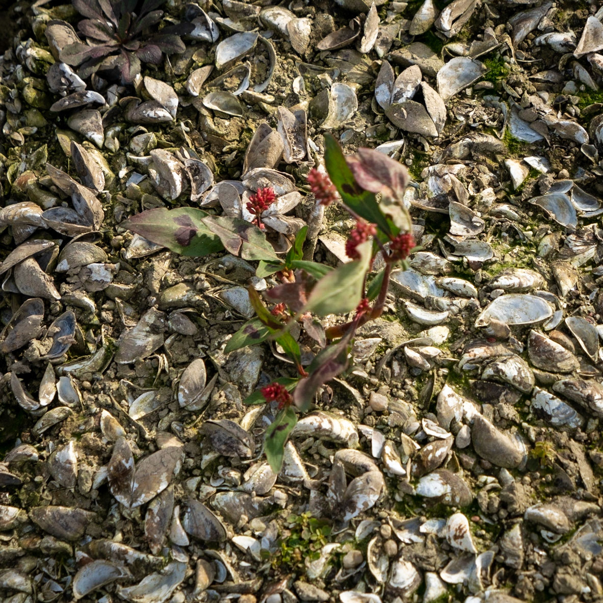Şamlar: a red flower (what?) in the almost-dry Sazlıdere reservoir bed south of the village
