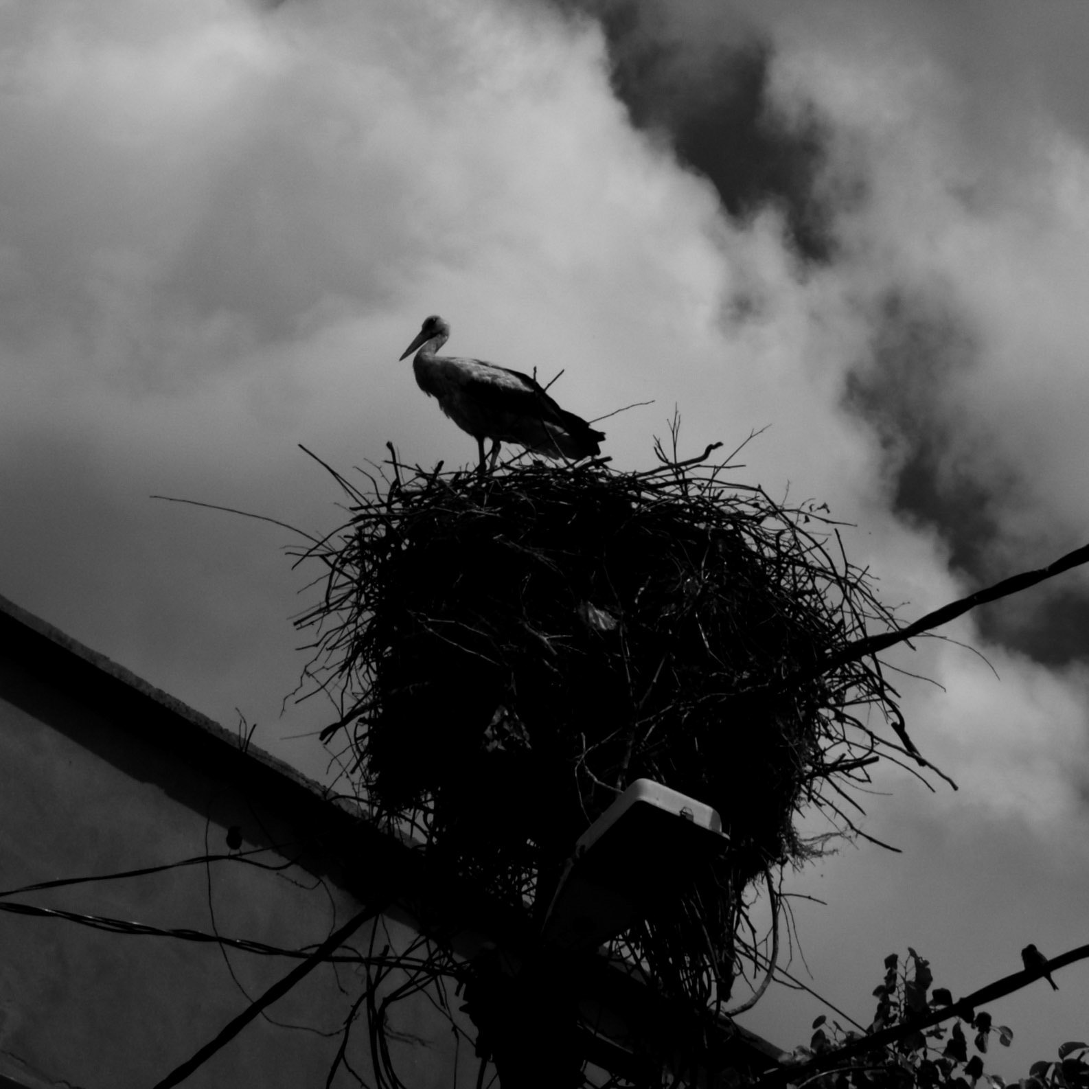 Sazlıbosna: stork and nest on a telephone pole