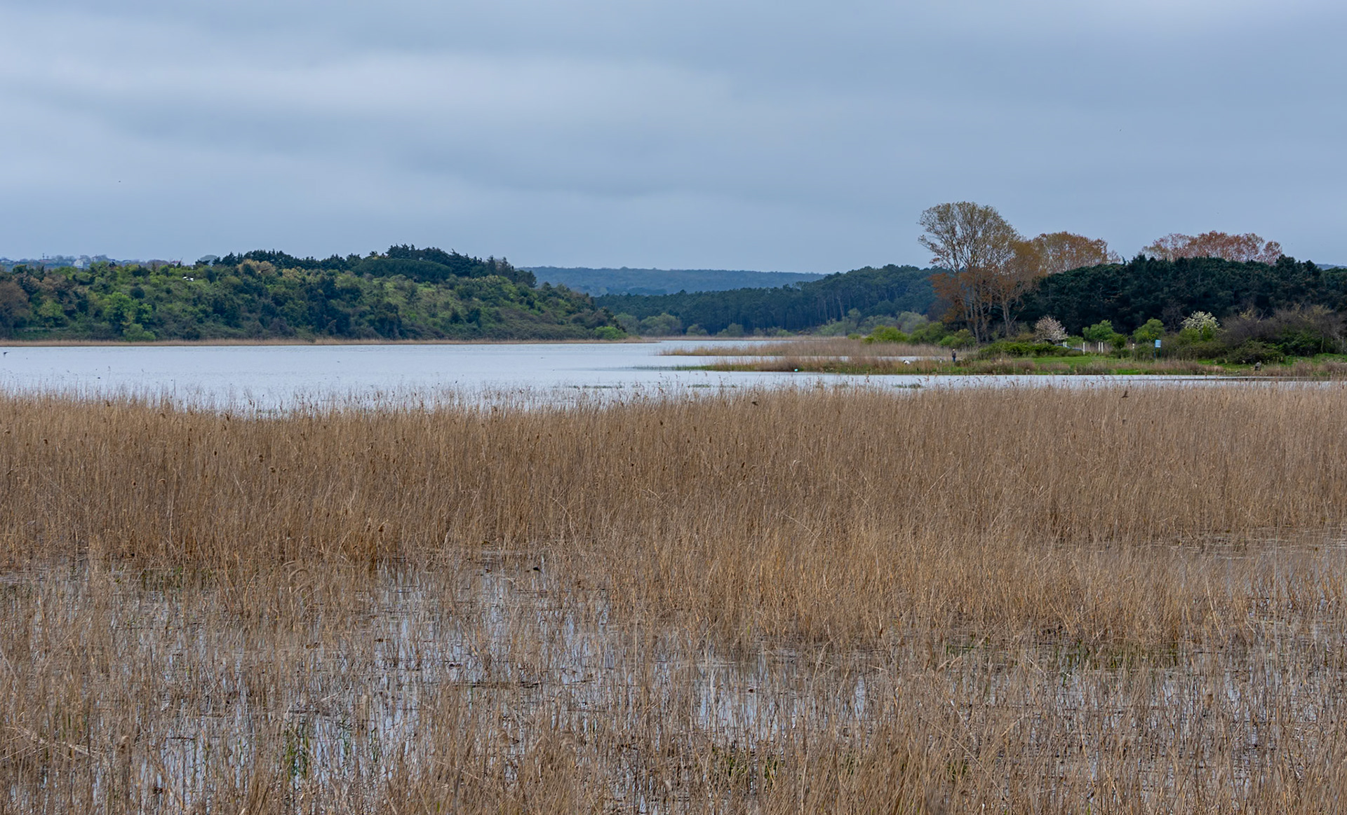 between the first Sazlıdere flower meadow and Terkos: lake view