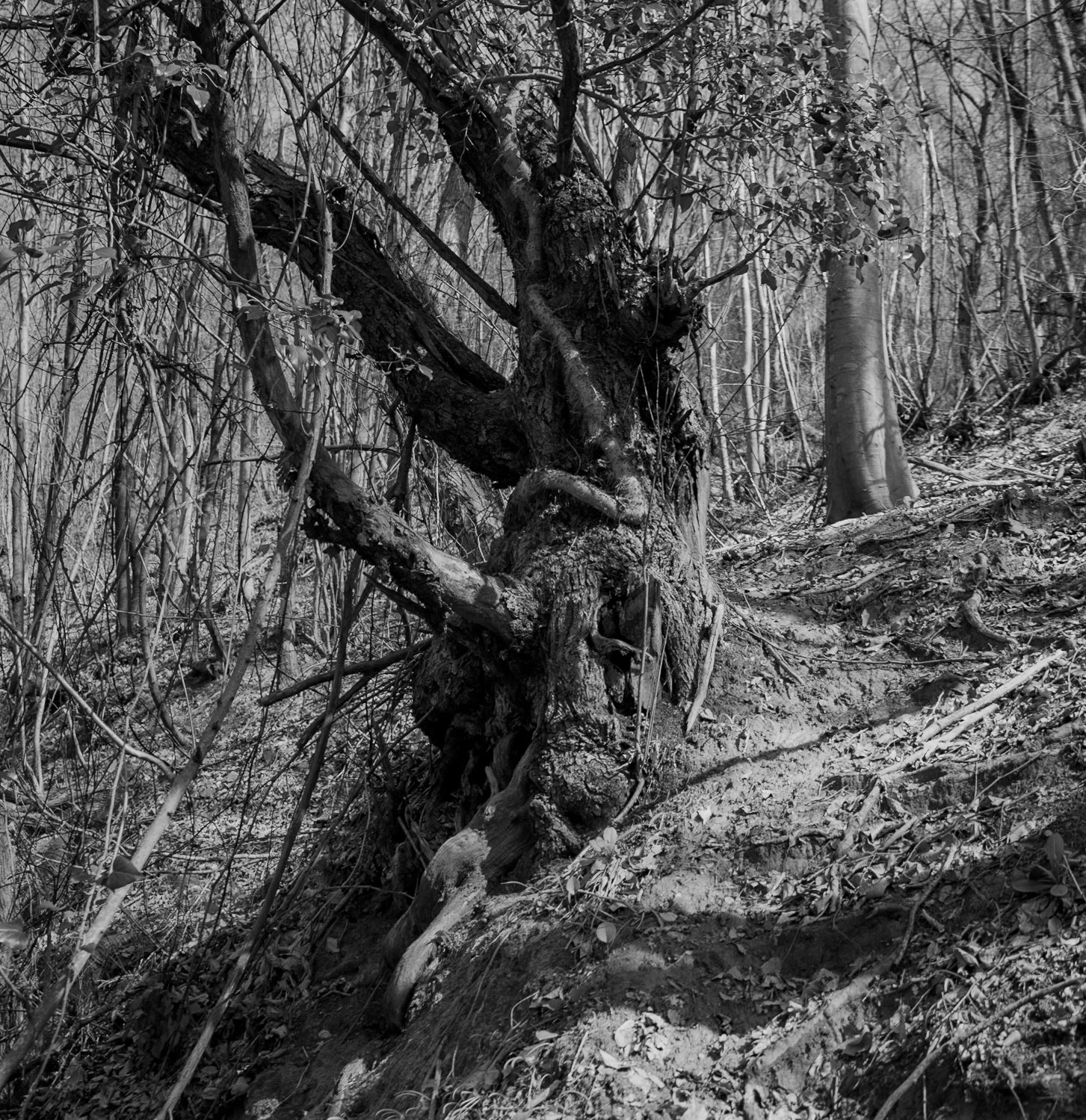 Zerzevat stream valley: an old tree