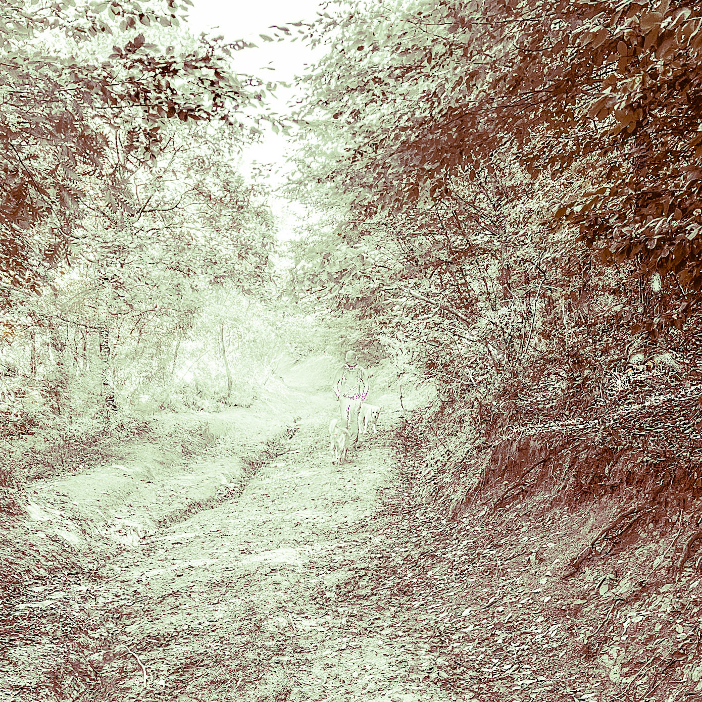 Atdosun forest: Alp and 2 day dogs