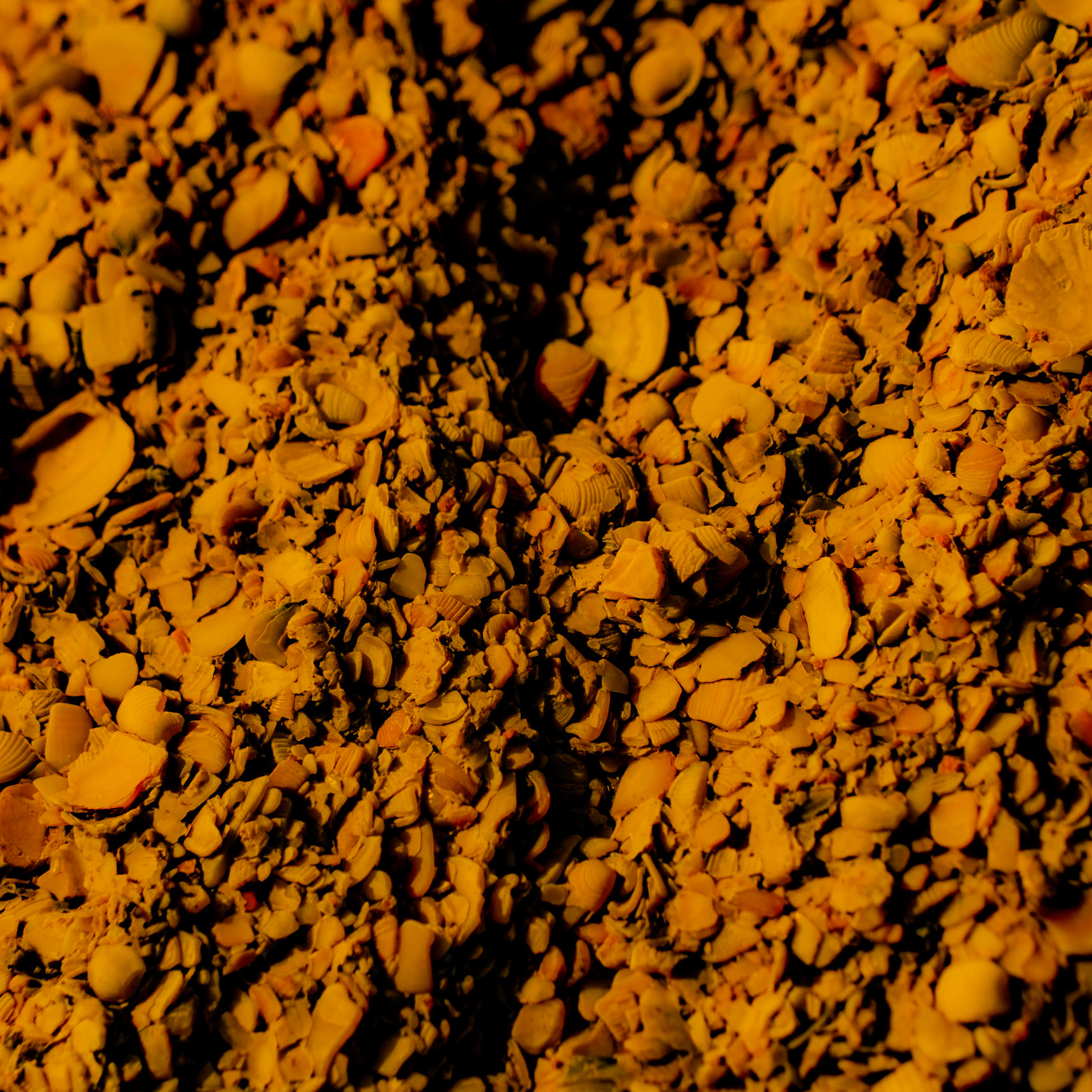 Black Sea coast east of Yeniköy: broken shells