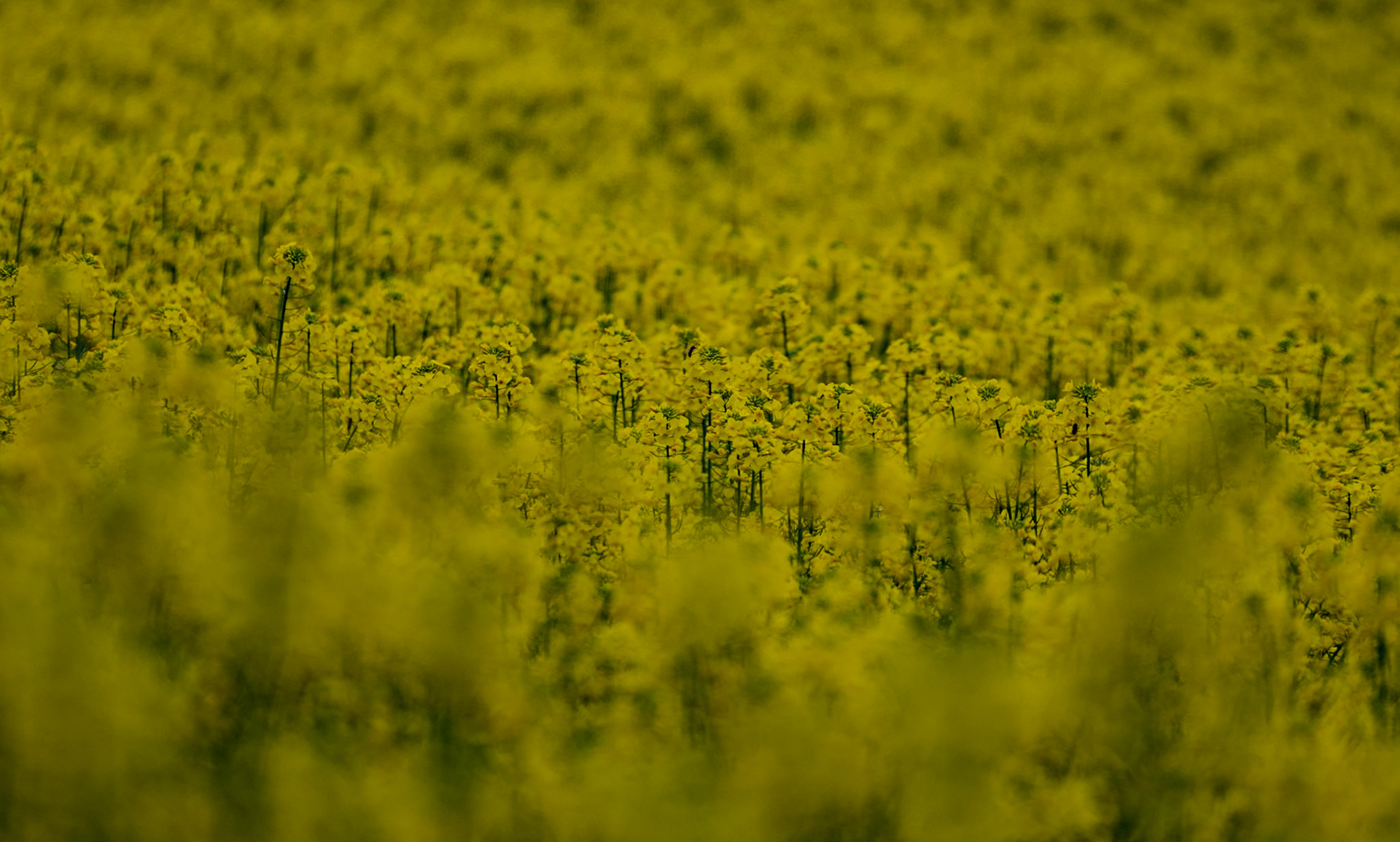 between Terkos and Boyalık: a field of rape or mustard