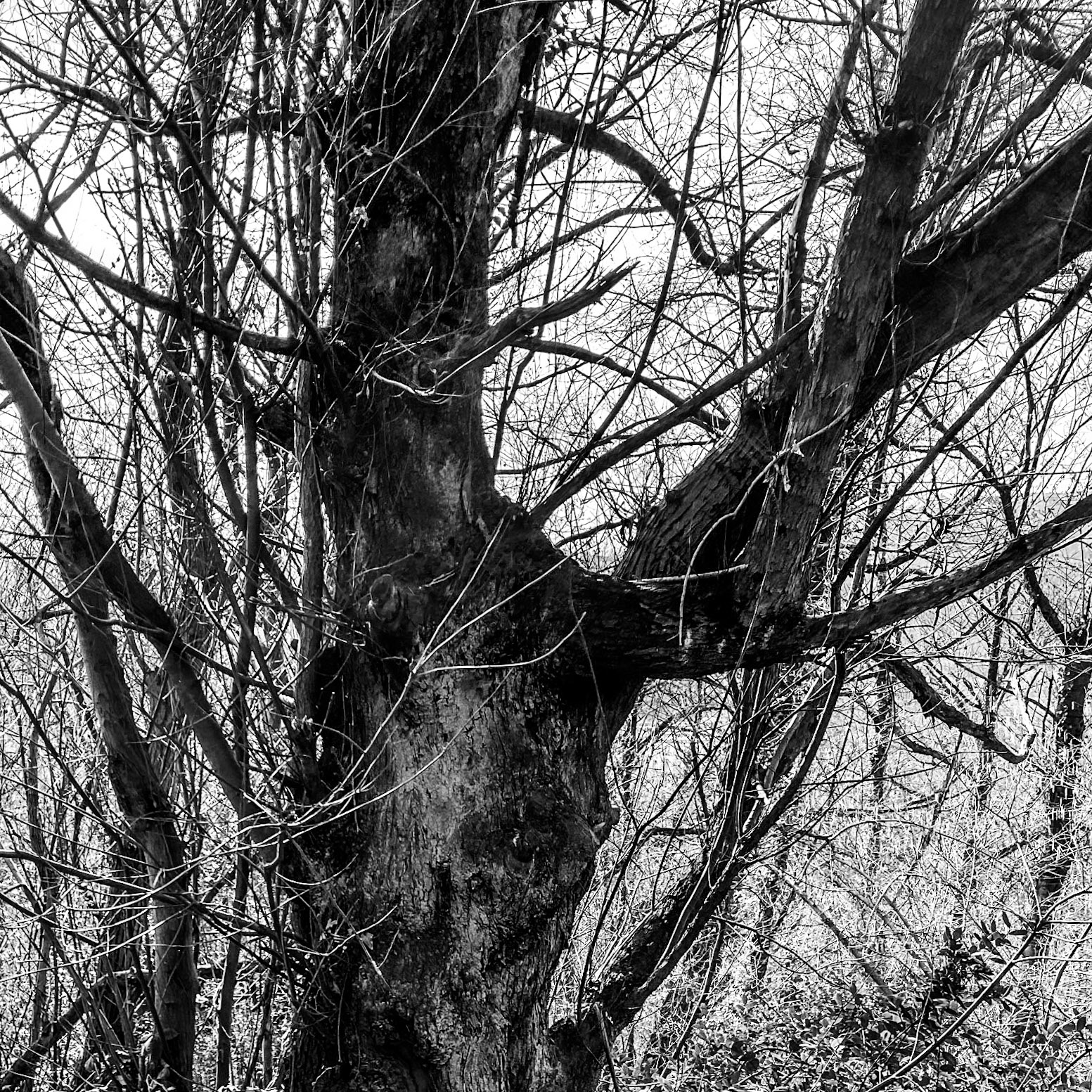 Kaymakdonduran woods: old tree