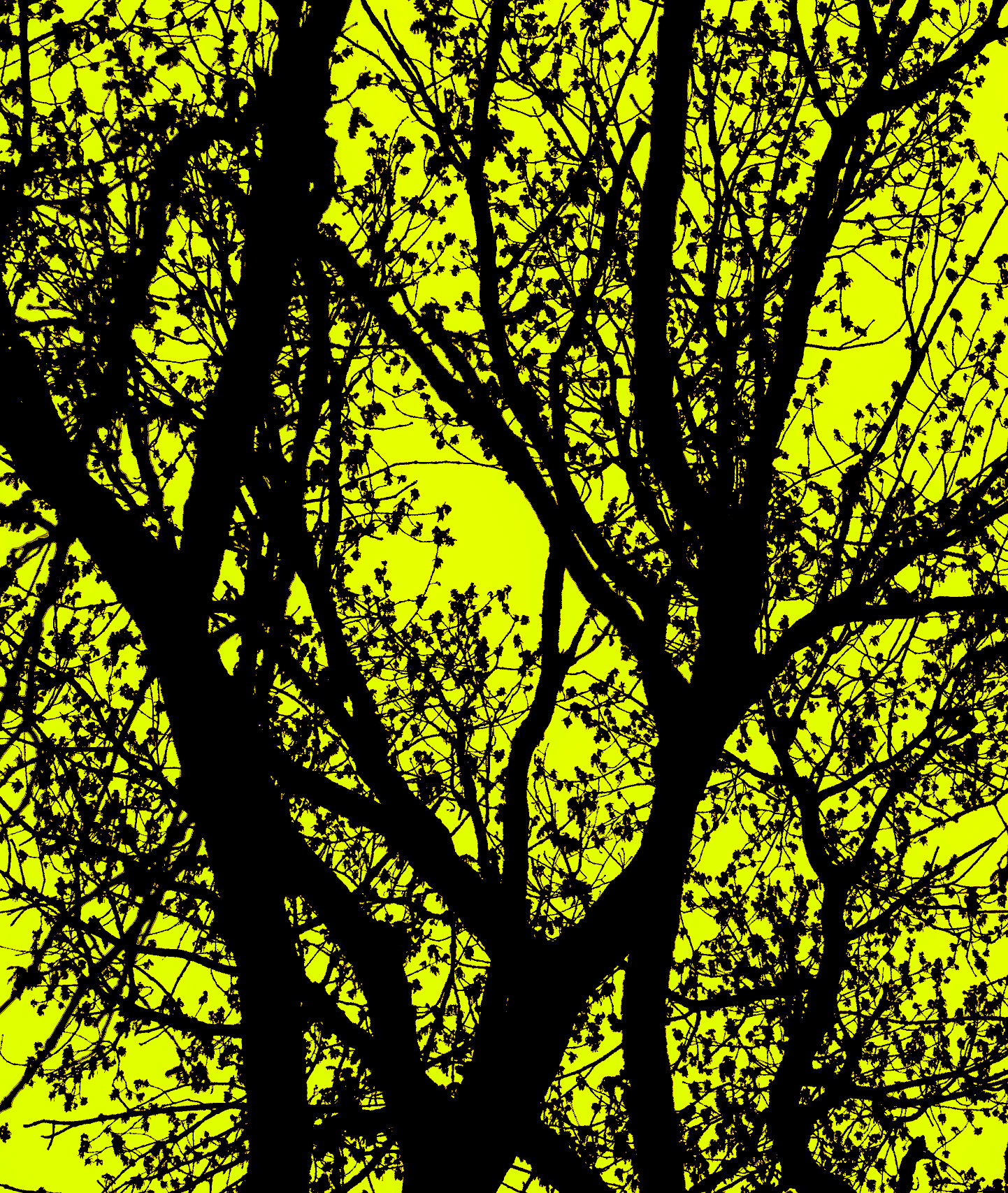 between Bozhane and Kılıçlı Köyü: graphic trees