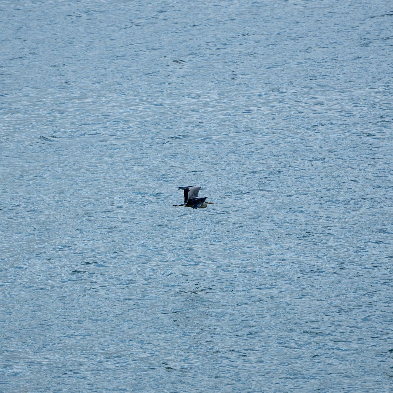 Sazlıdere reservoi: a stork in flight