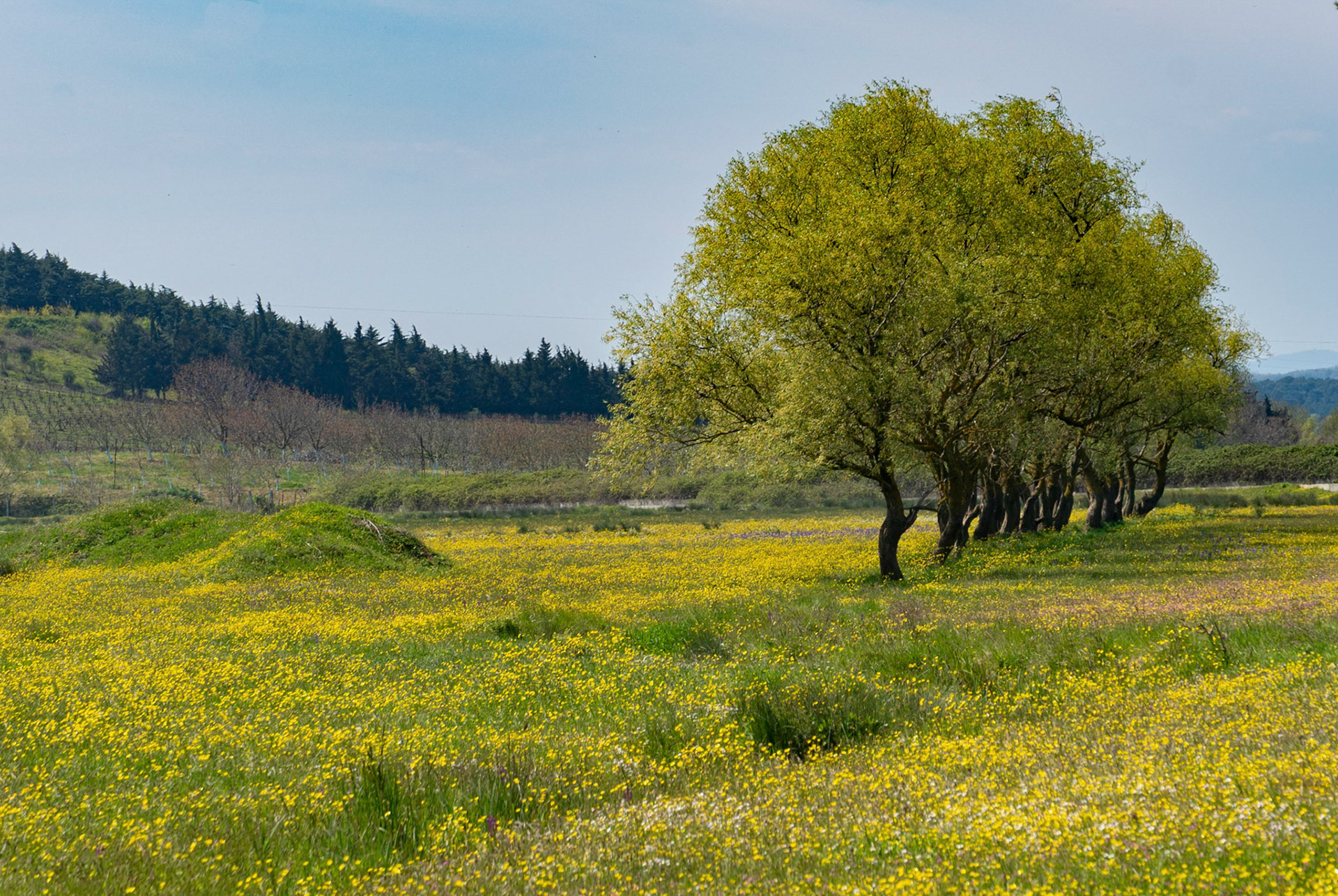 in the water-meadow between Yeniköy &amp; Durusu: a row of spring trees