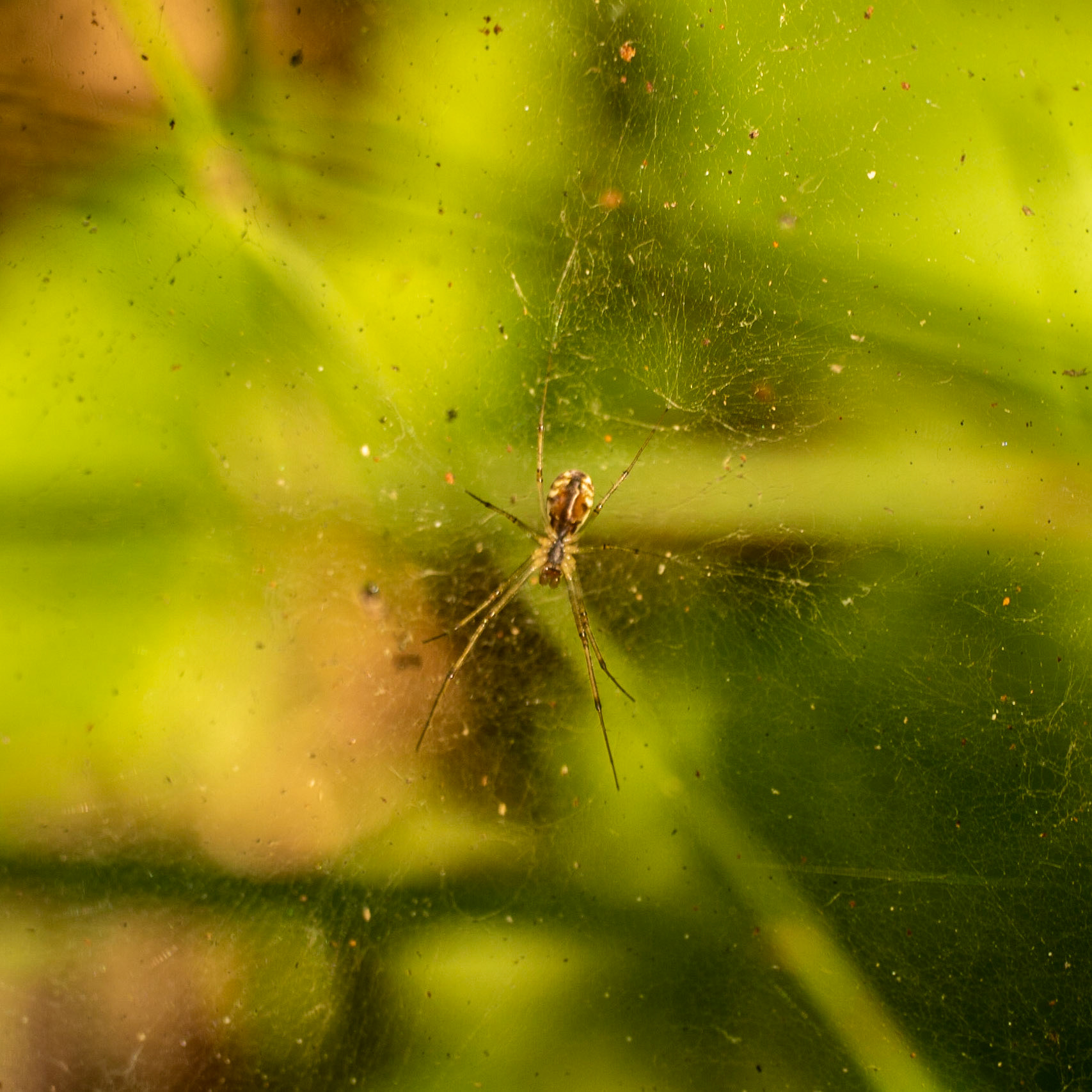 Kanlı forest: a spider and its web