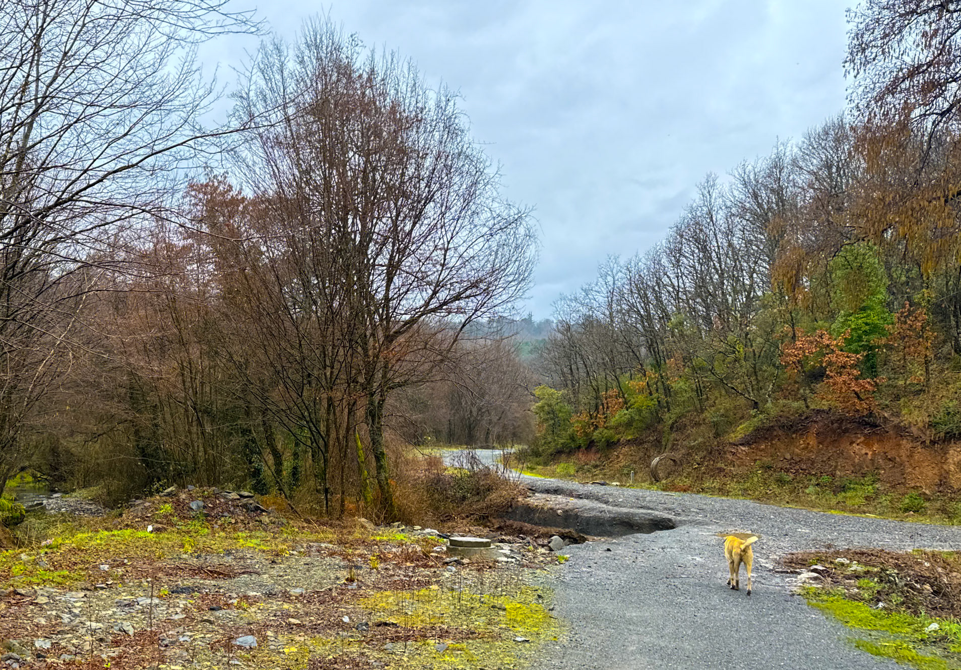 Reşadiye S woodland: track through woodland and daydog