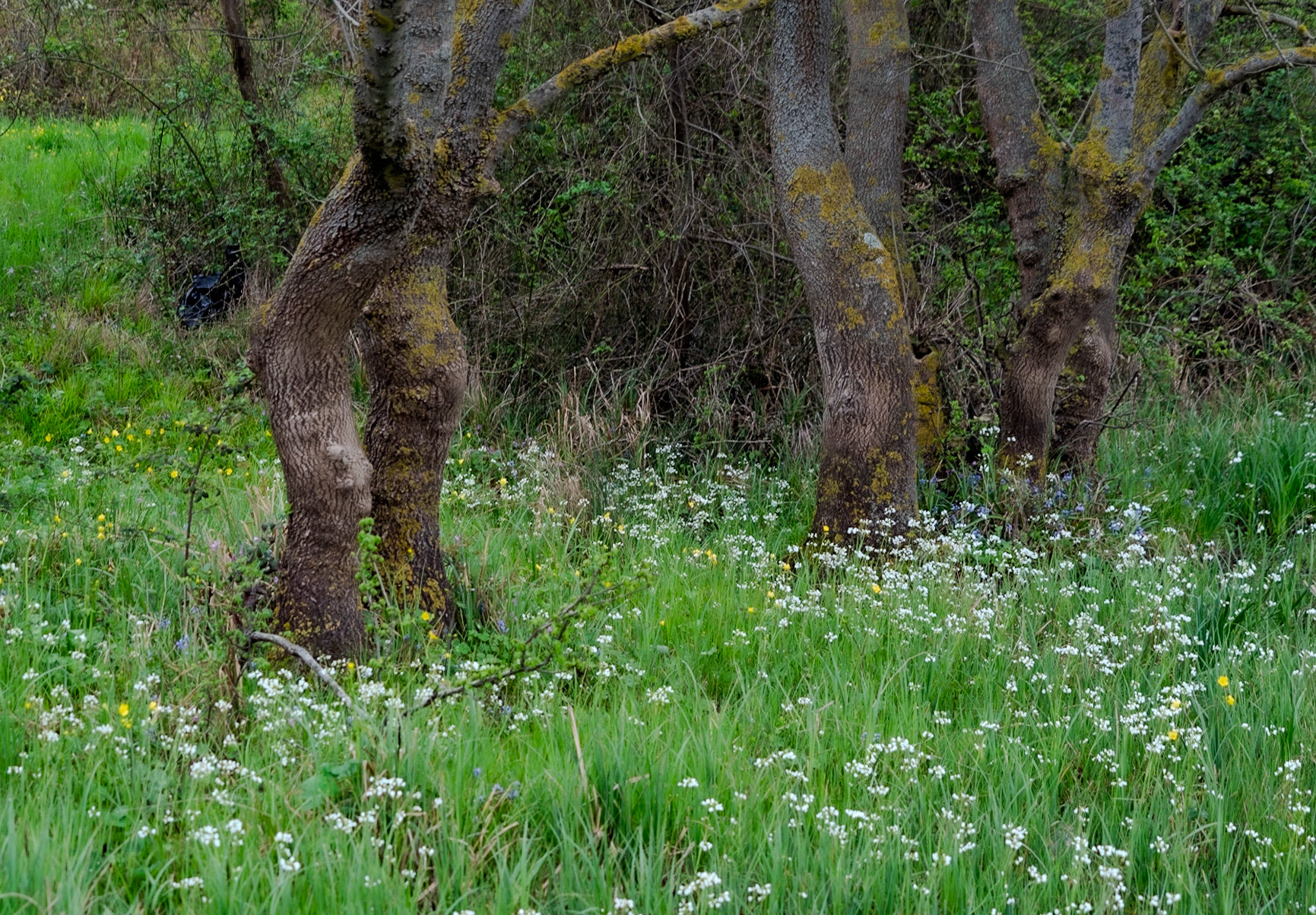 the first Sazlıdere flower meadow: mature trees and white flowers (what?)