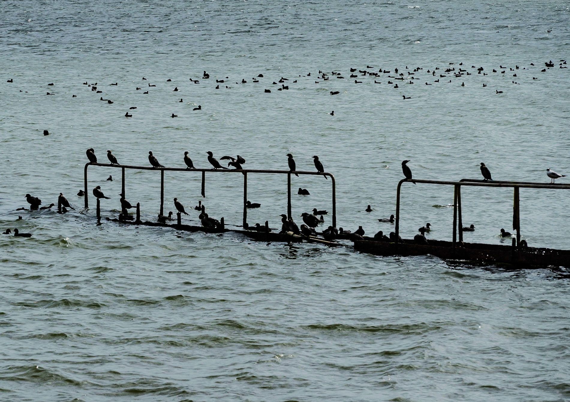 Küçükçekmece lake near Avcılar between Istanbul University's veterinary farm and the agricultural faculty: Eurasian coots and great cormorants