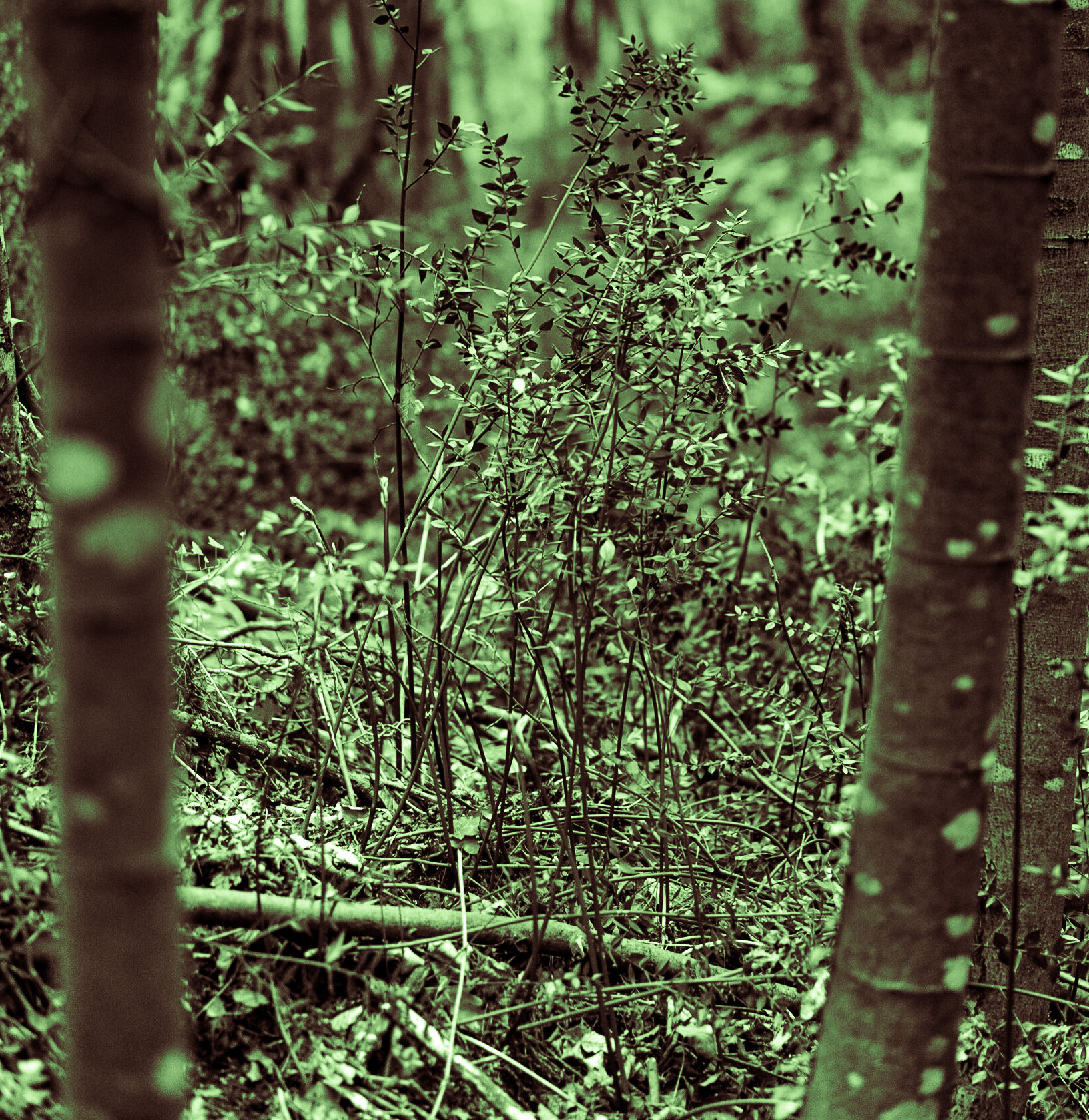 east of Deǧirmen reservoir: forest