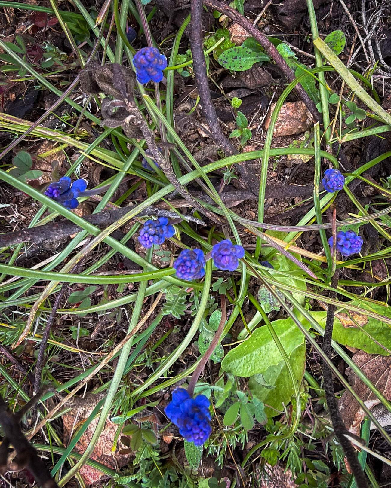 Acaristan wall nature walk: wild hyacinths