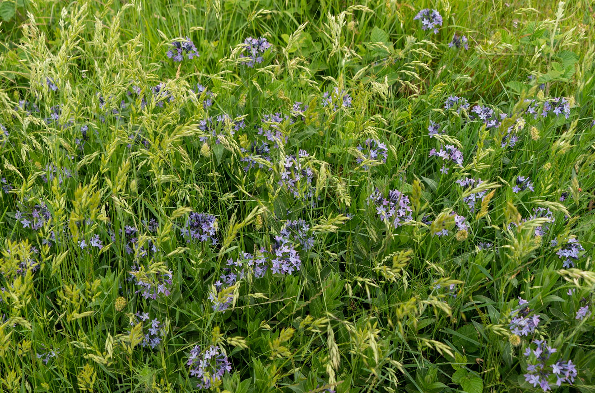 Adadaǧ hills: lilac flowers