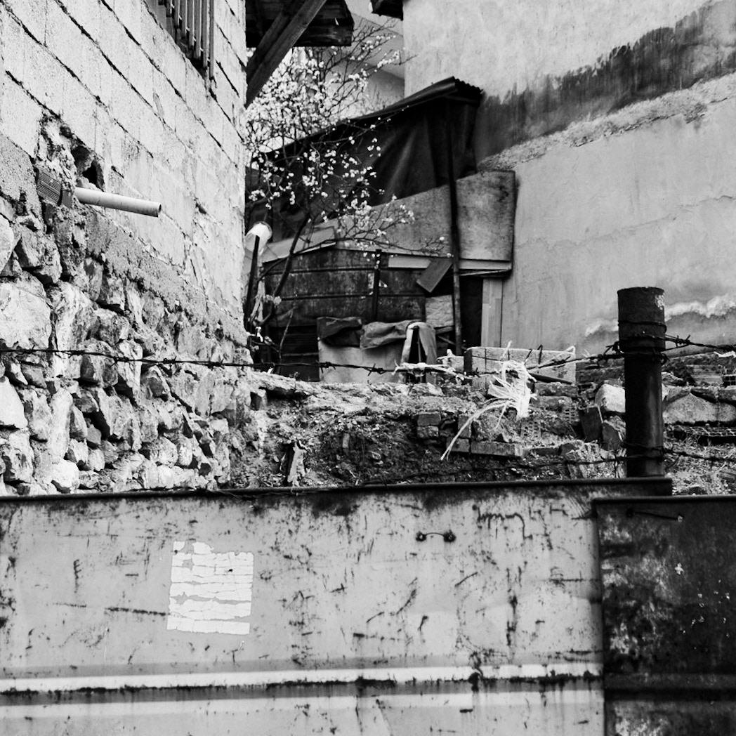 blossom between buildings