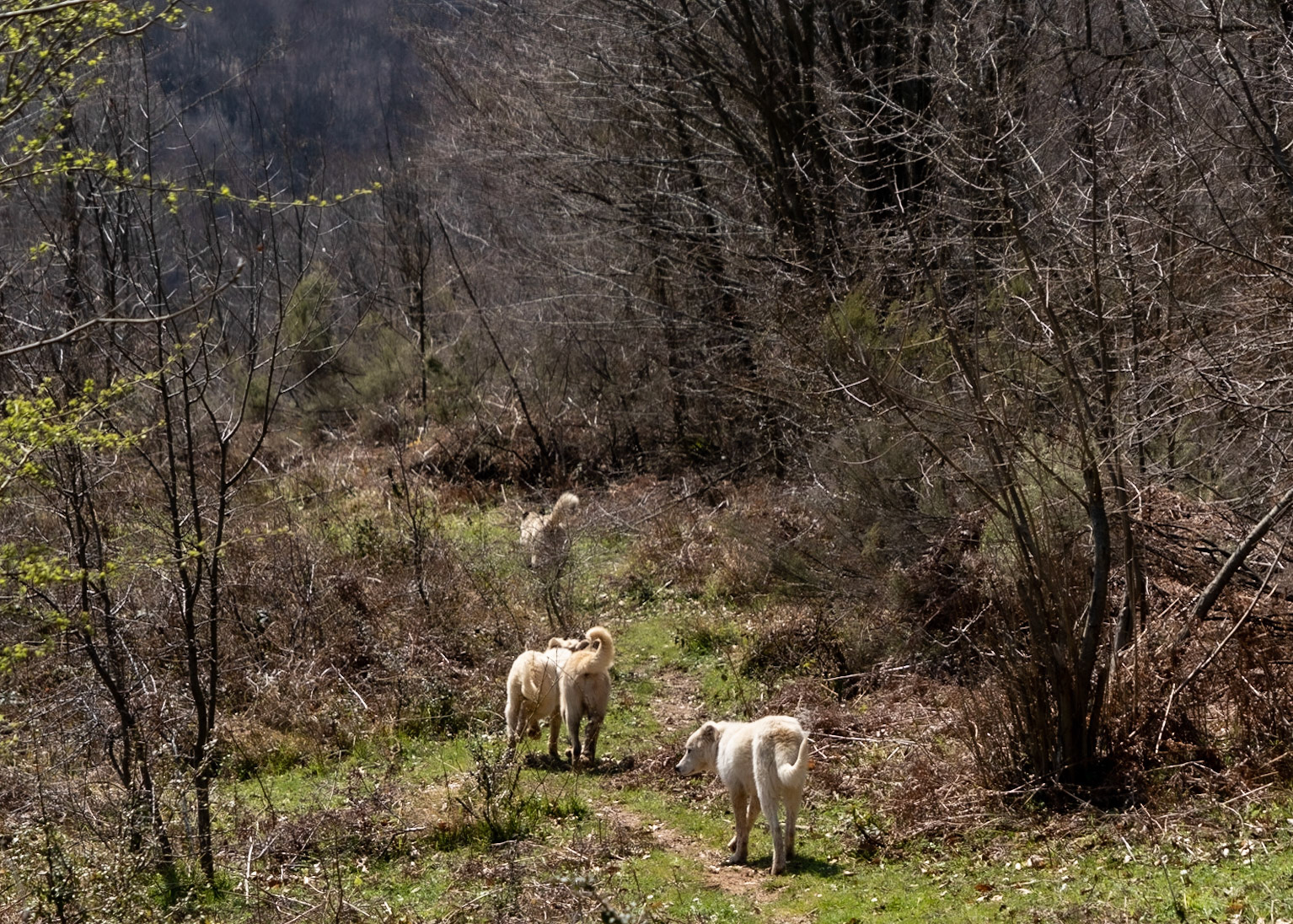 Mahmut Şevket Paşa's hills: 4 of the dogs from the small farm by the stream kept an eye on us till we're some way away
