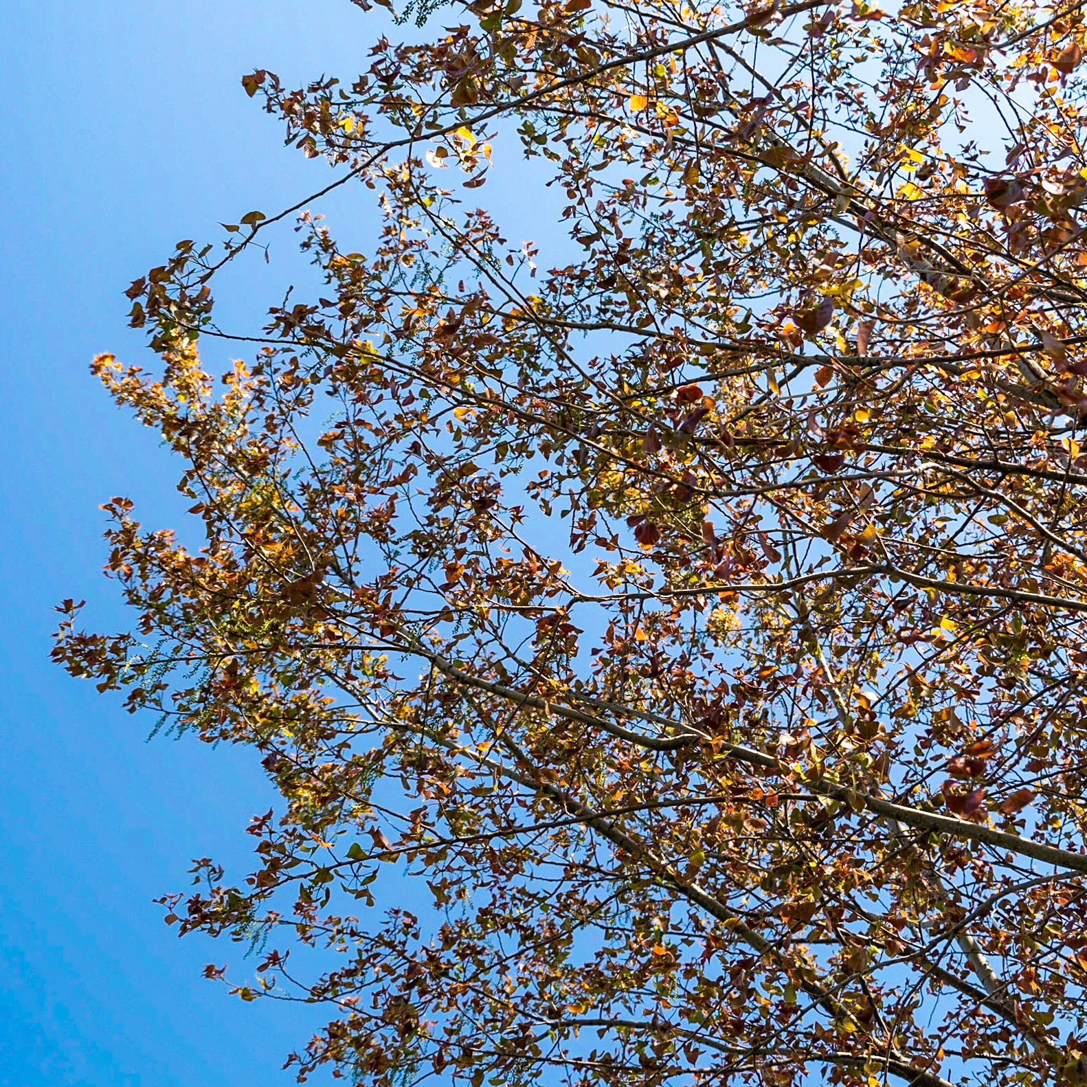 Germe: a tree coming into leaf