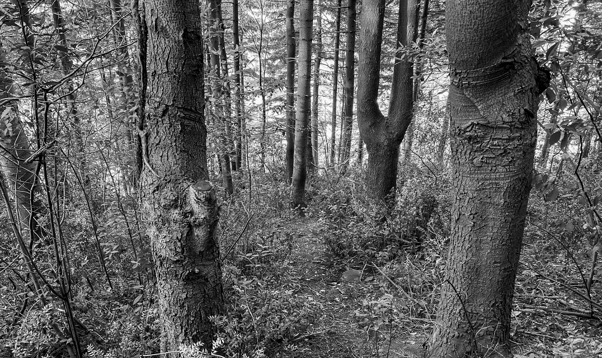 Tokatköy north-eastern forest: woodscape