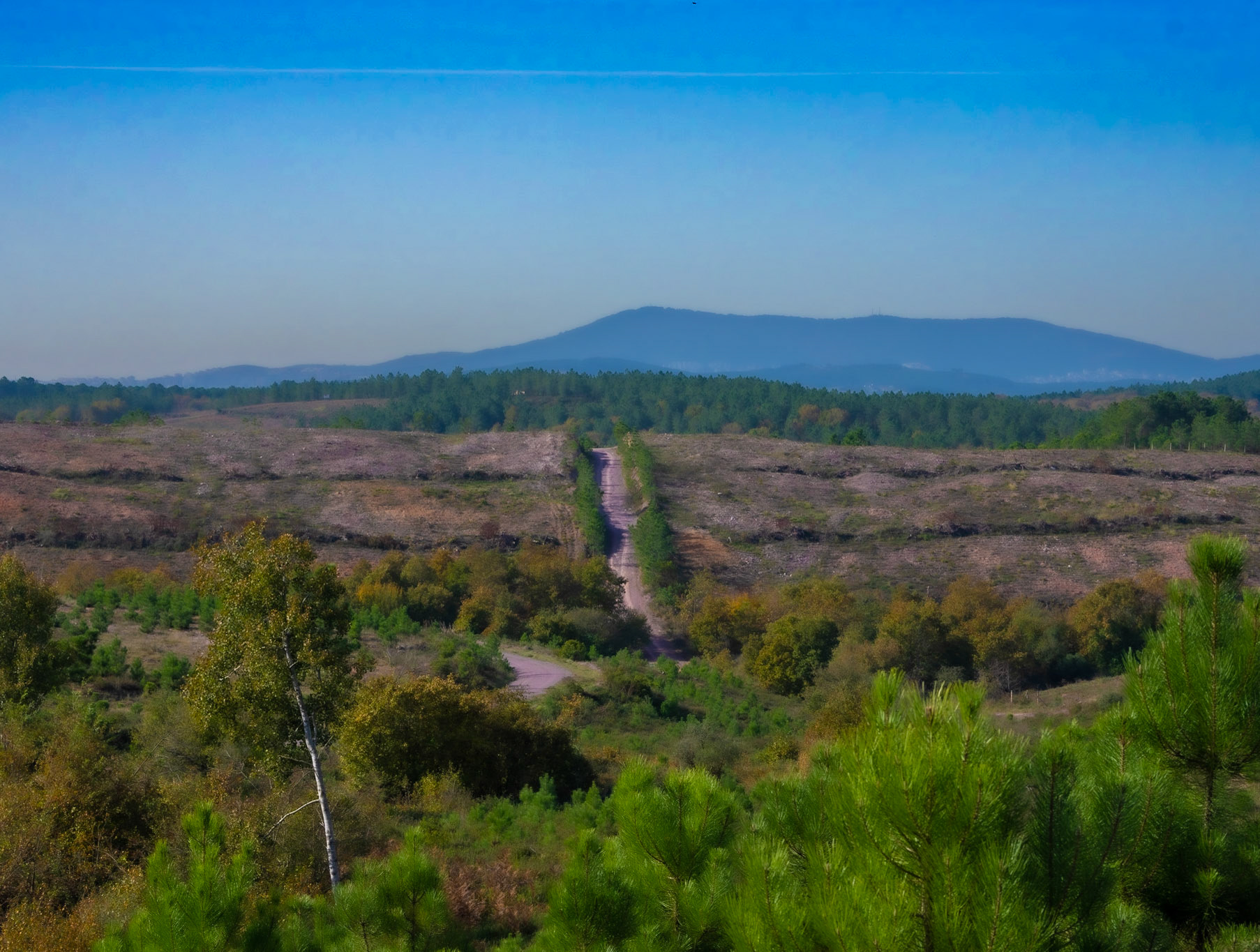Nazik forest: view west (I think)