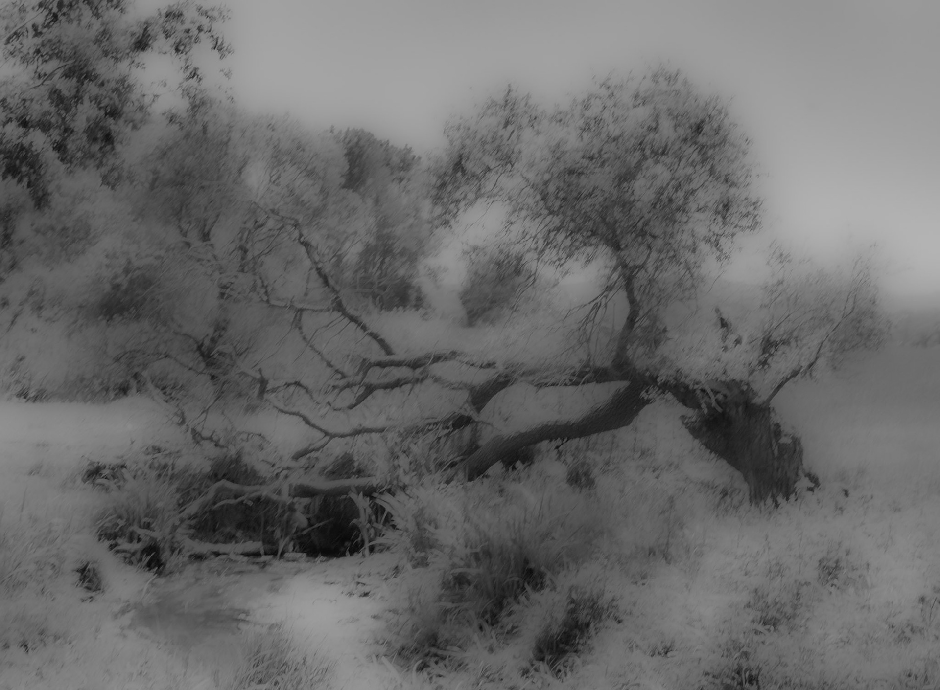in the shallow Sazlıdere valley between Baklalı &amp; Dursunköy: a tree bent over the stream