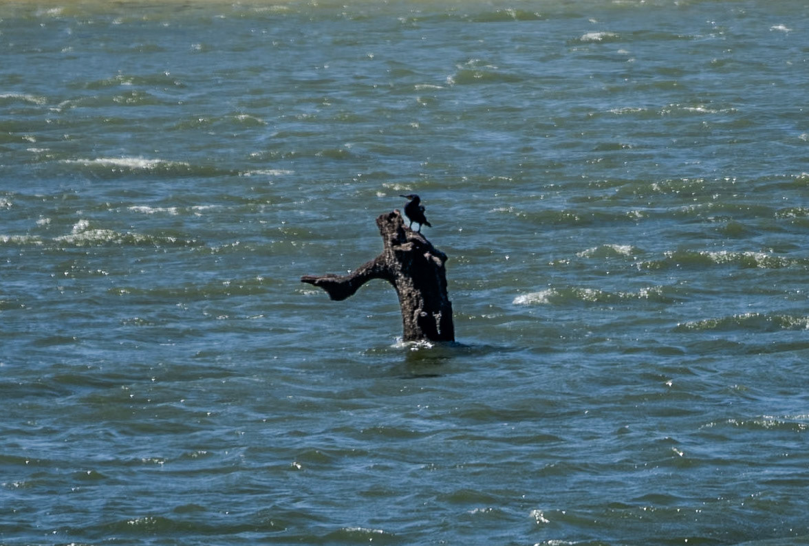 western Ömerli reservoir: a cormorant (?) on a long-dead partially-submerged tree