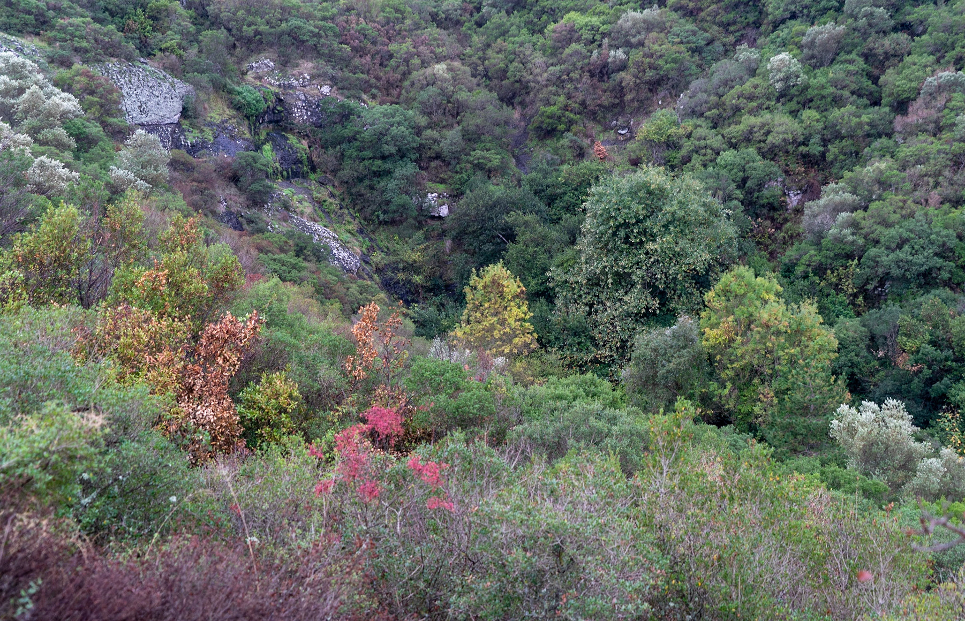 heading south from Poyraz: early autumn landscape