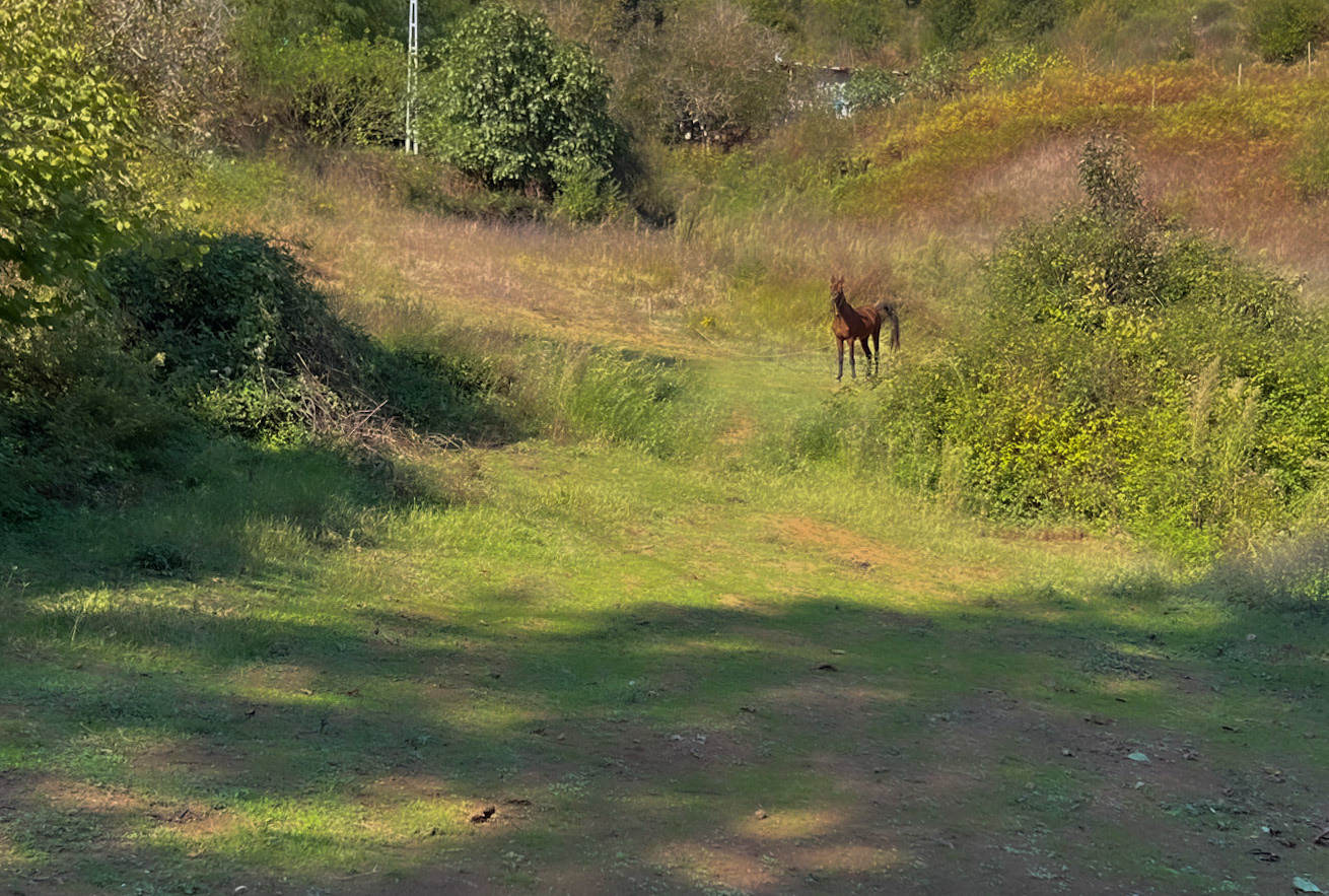 Mahmut Şevket Paşa northern hills: tethered horse