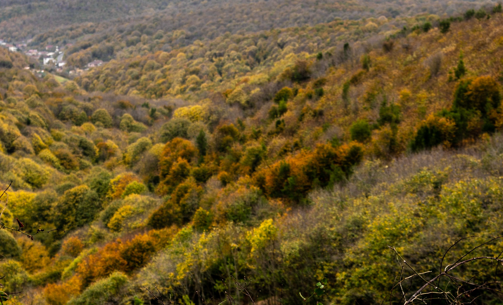 Kaynarca estate: autumn trees