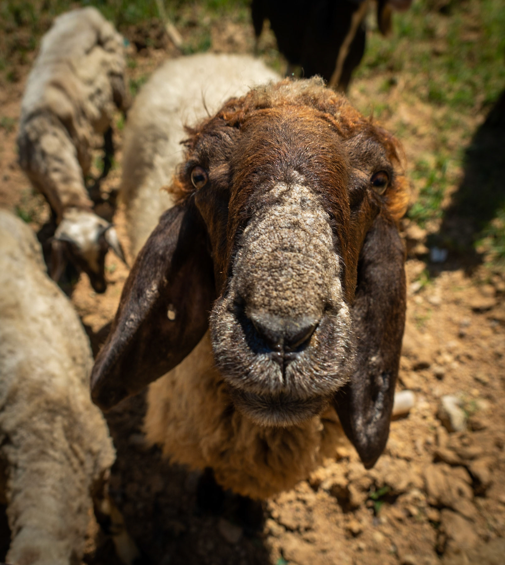 Ömerli shoreline walk: goat's head