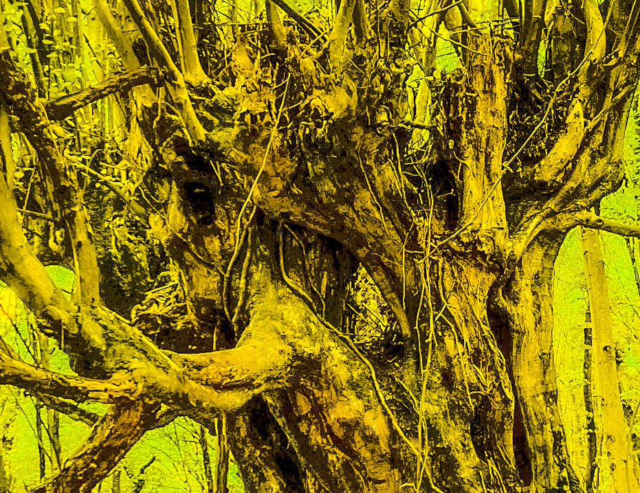 Zerzevatçı streamwalk: venerable tree