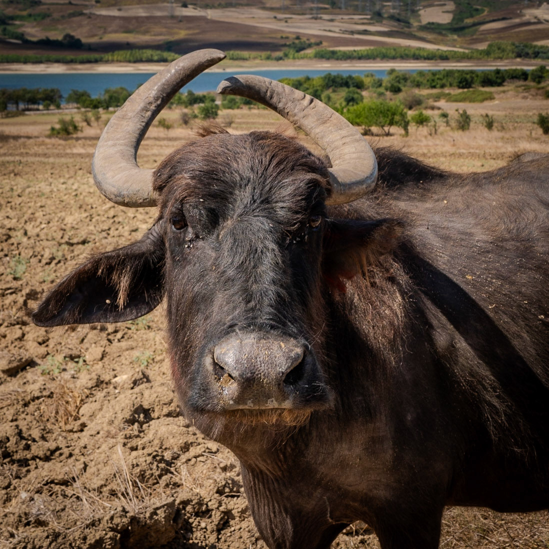 between Filiboz ancient site and Kocabayır hill: water-buffalo portrait