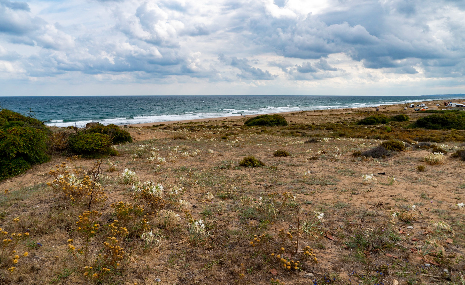 Sahilköy dunes: sand lillies in flower