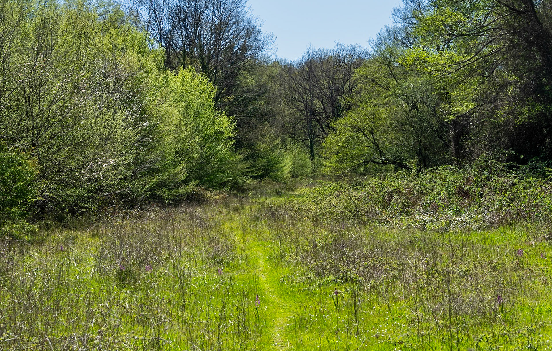 northern Reşadiye forest: green path
