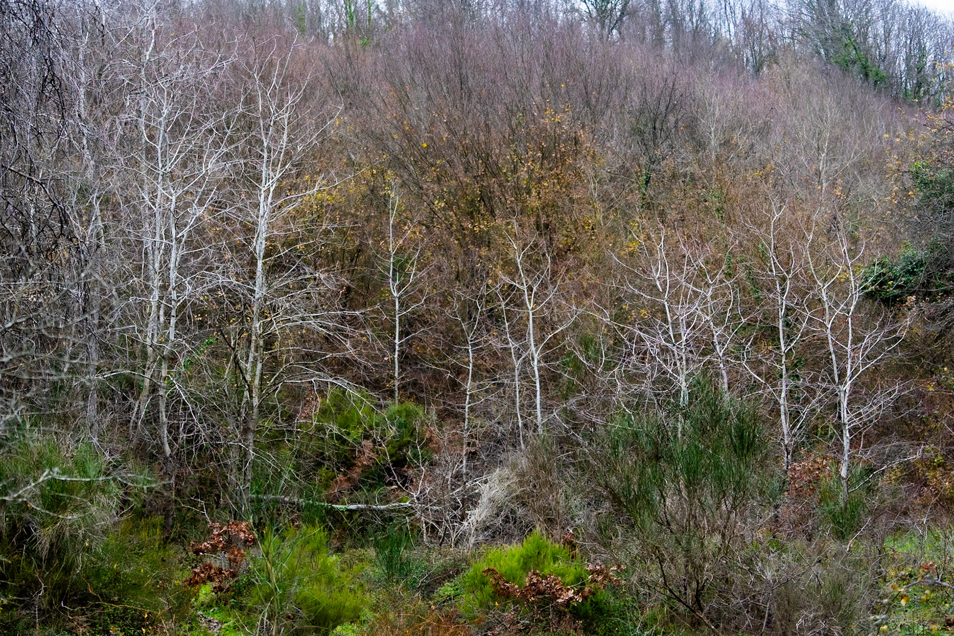 İshaklı forest: sceptre trees