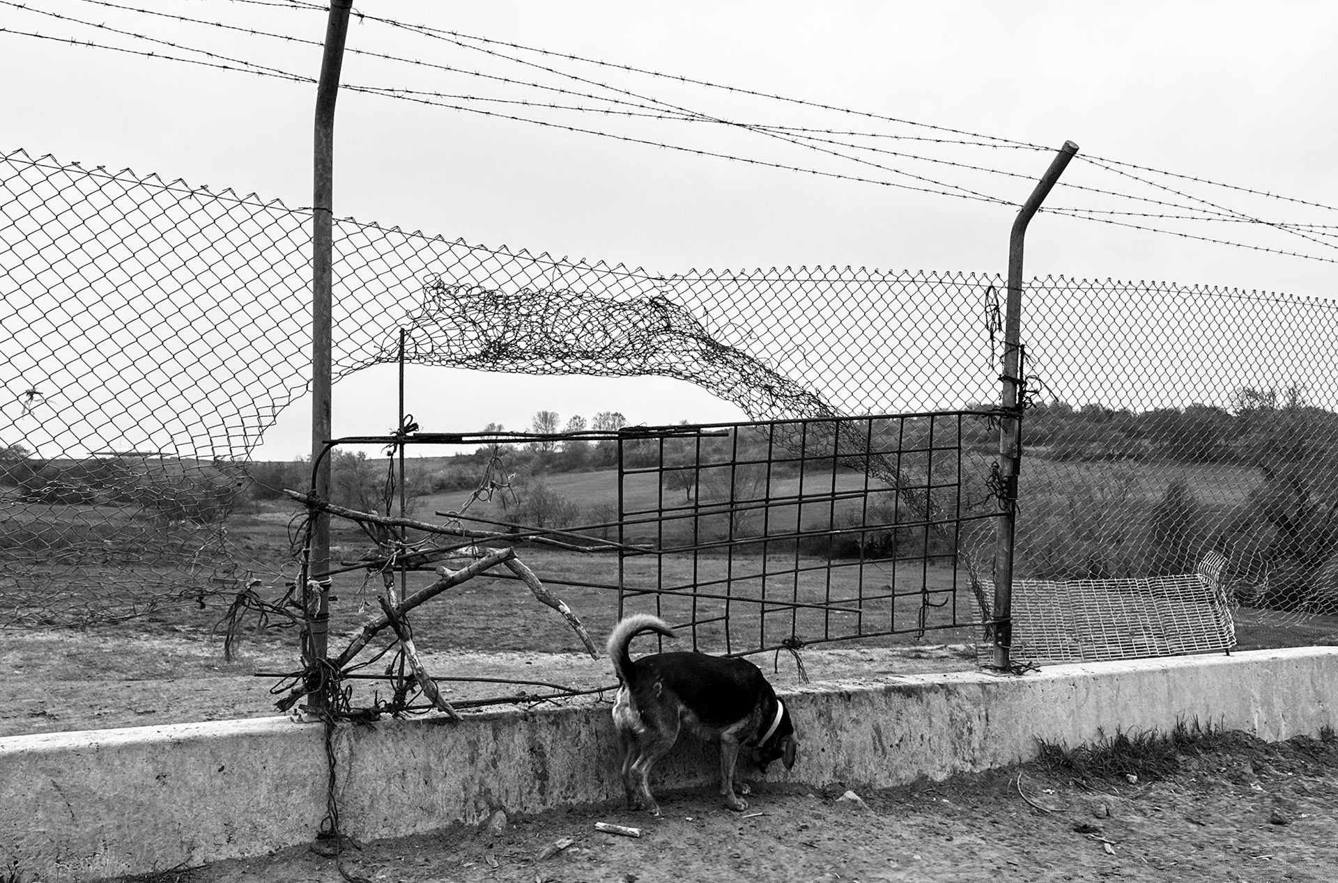 southern Yeniköy: strangely damaged airport fence and our daydog