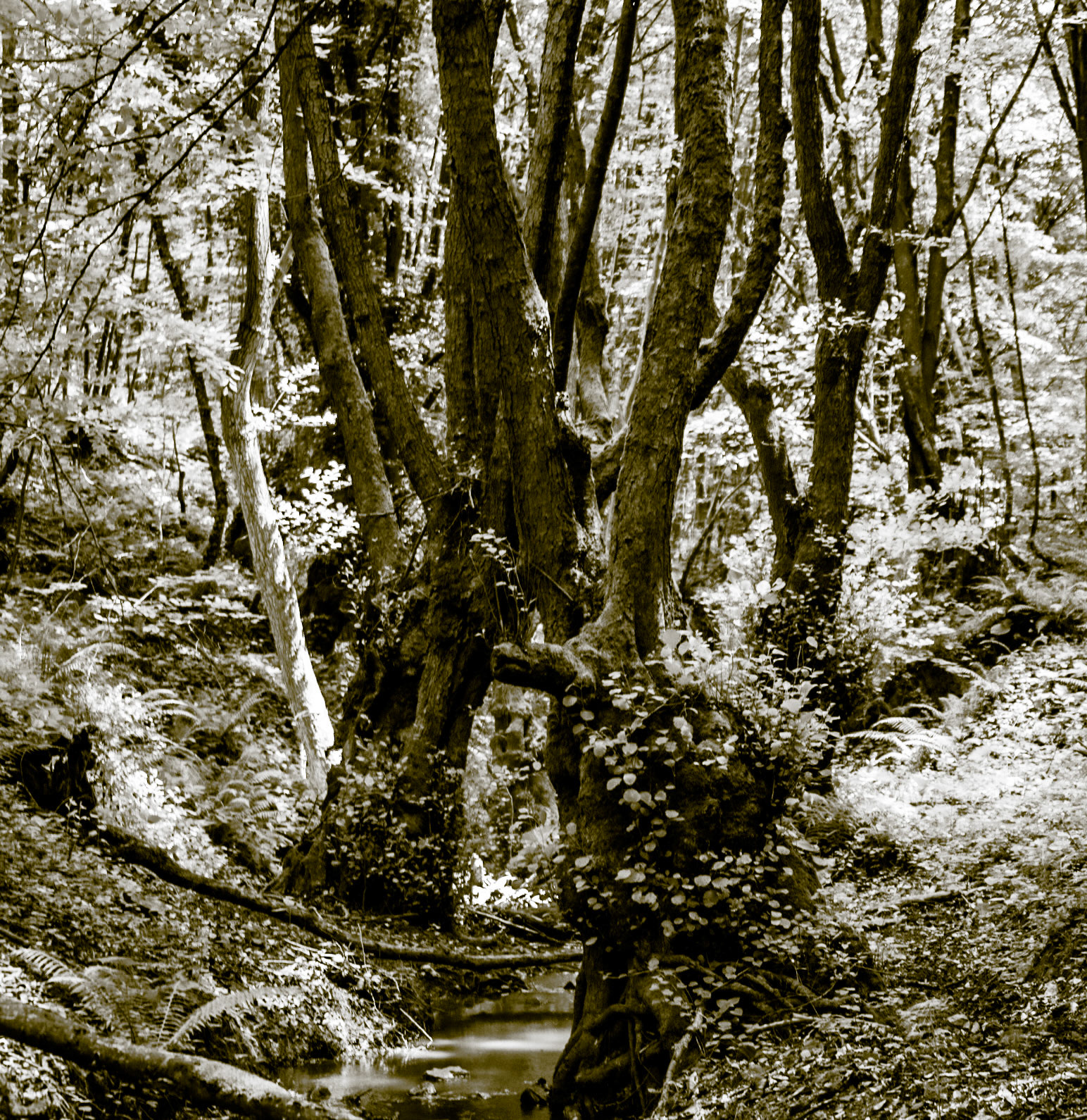 Zerzevatçı streamwalk: trees