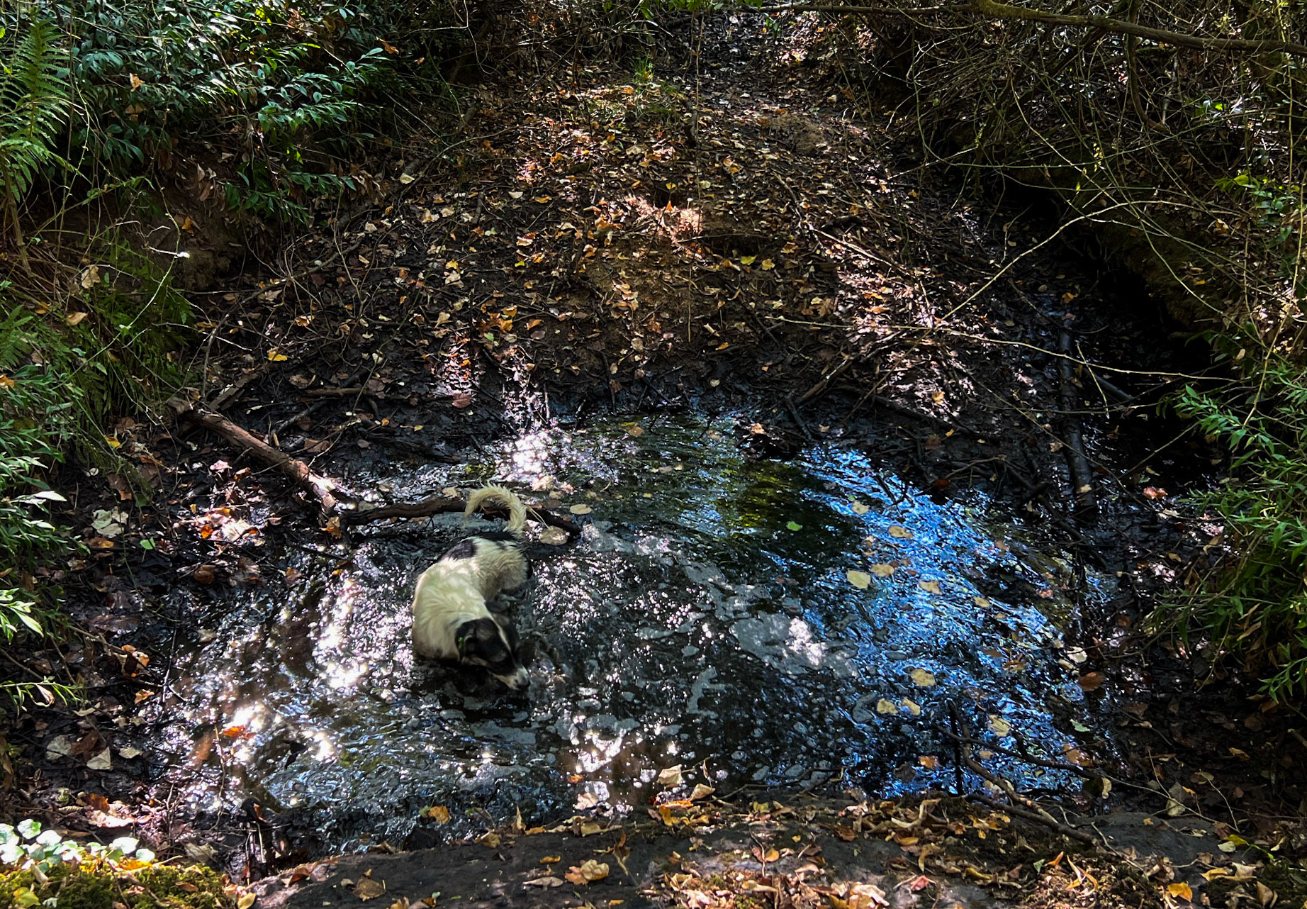 Ayhan Şahenk ledged streambed: bathing daydog